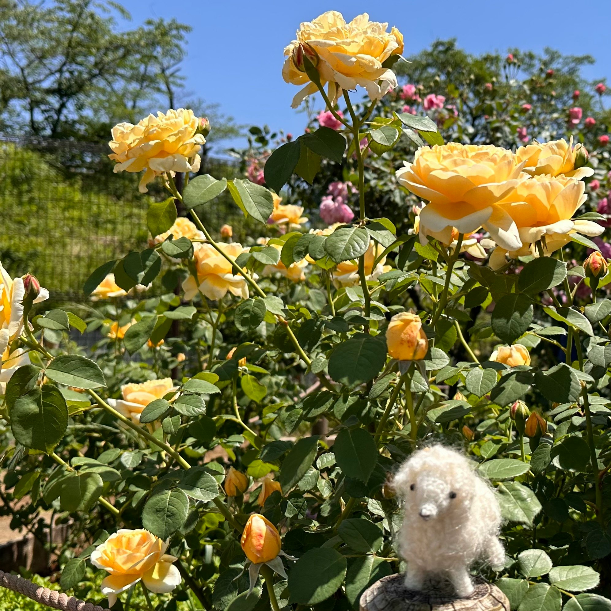 バラの花と庭のあみぐるみぬいぐるみが並ぶ風景