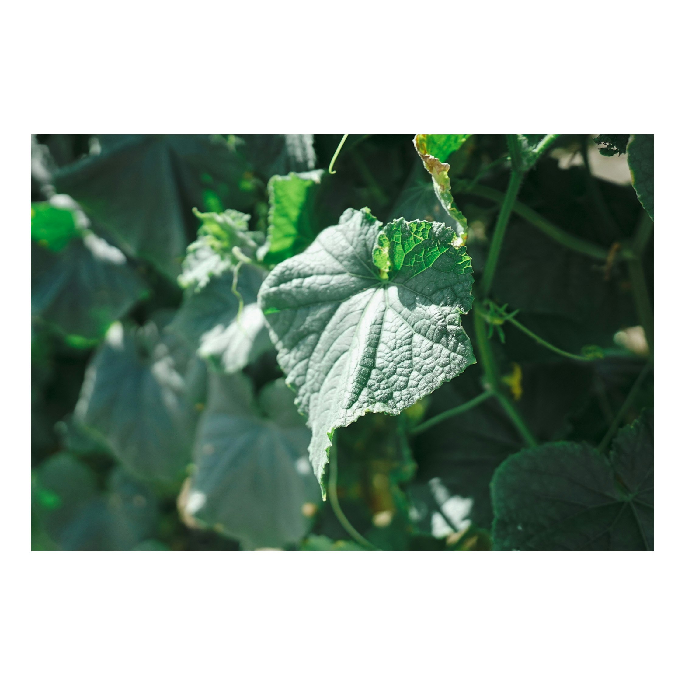 緑の葉に付いた露のある植物のクローズアップ