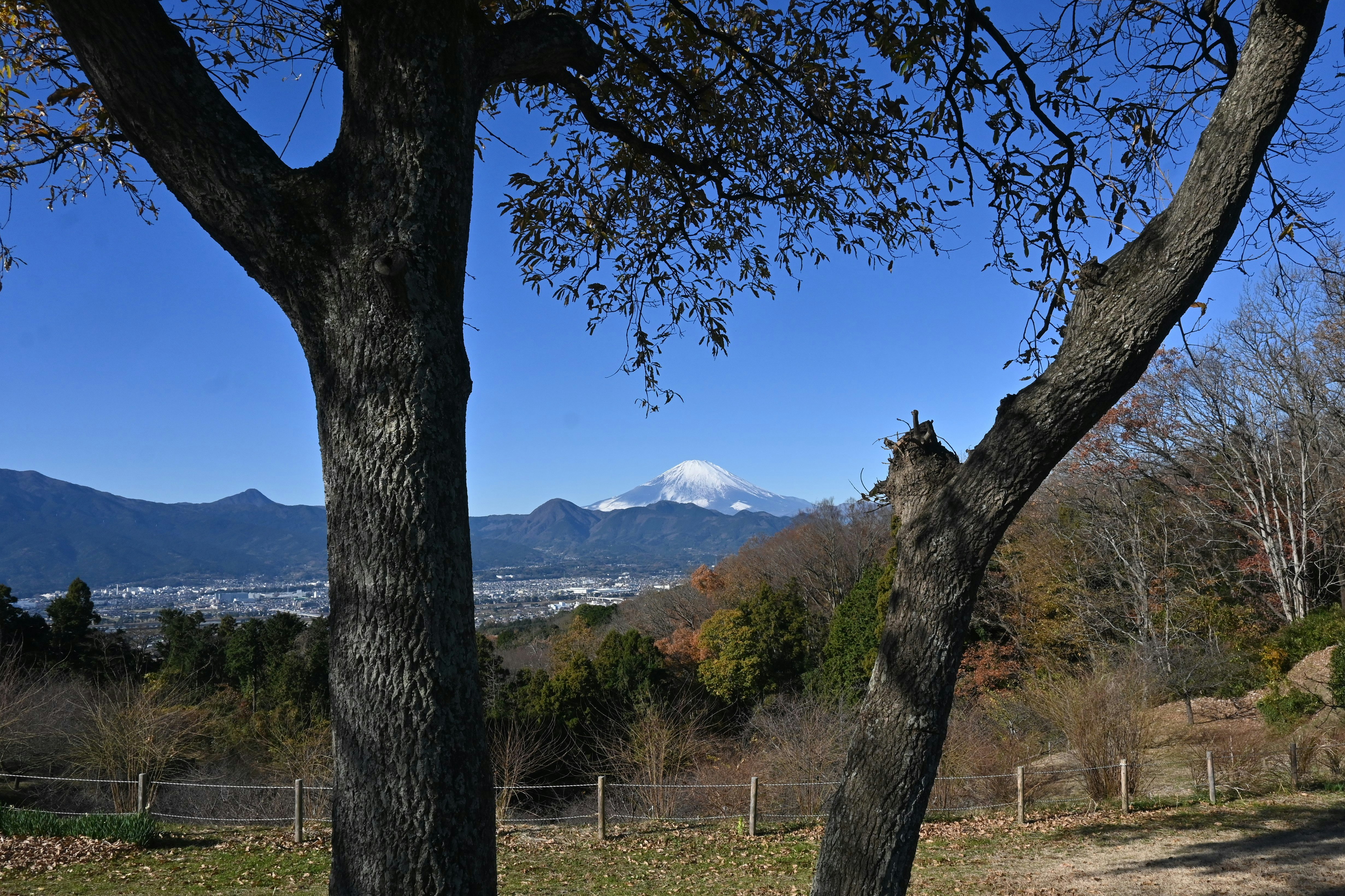 Paysage de montagnes visible à travers des arbres sous un ciel bleu dégagé
