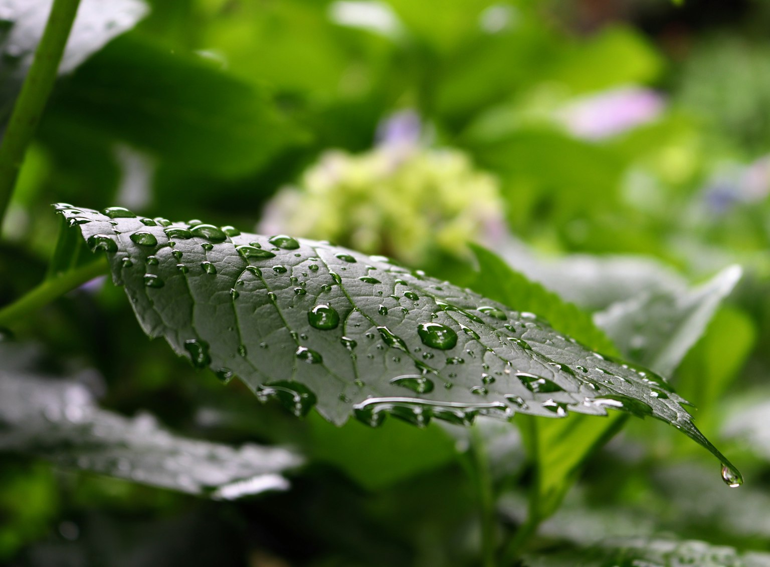 水滴のついた緑の葉と背景の植物