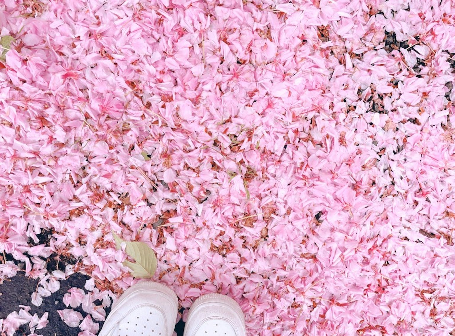 Pemandangan kelopak bunga sakura merah muda yang tersebar di tanah dengan sepatu putih