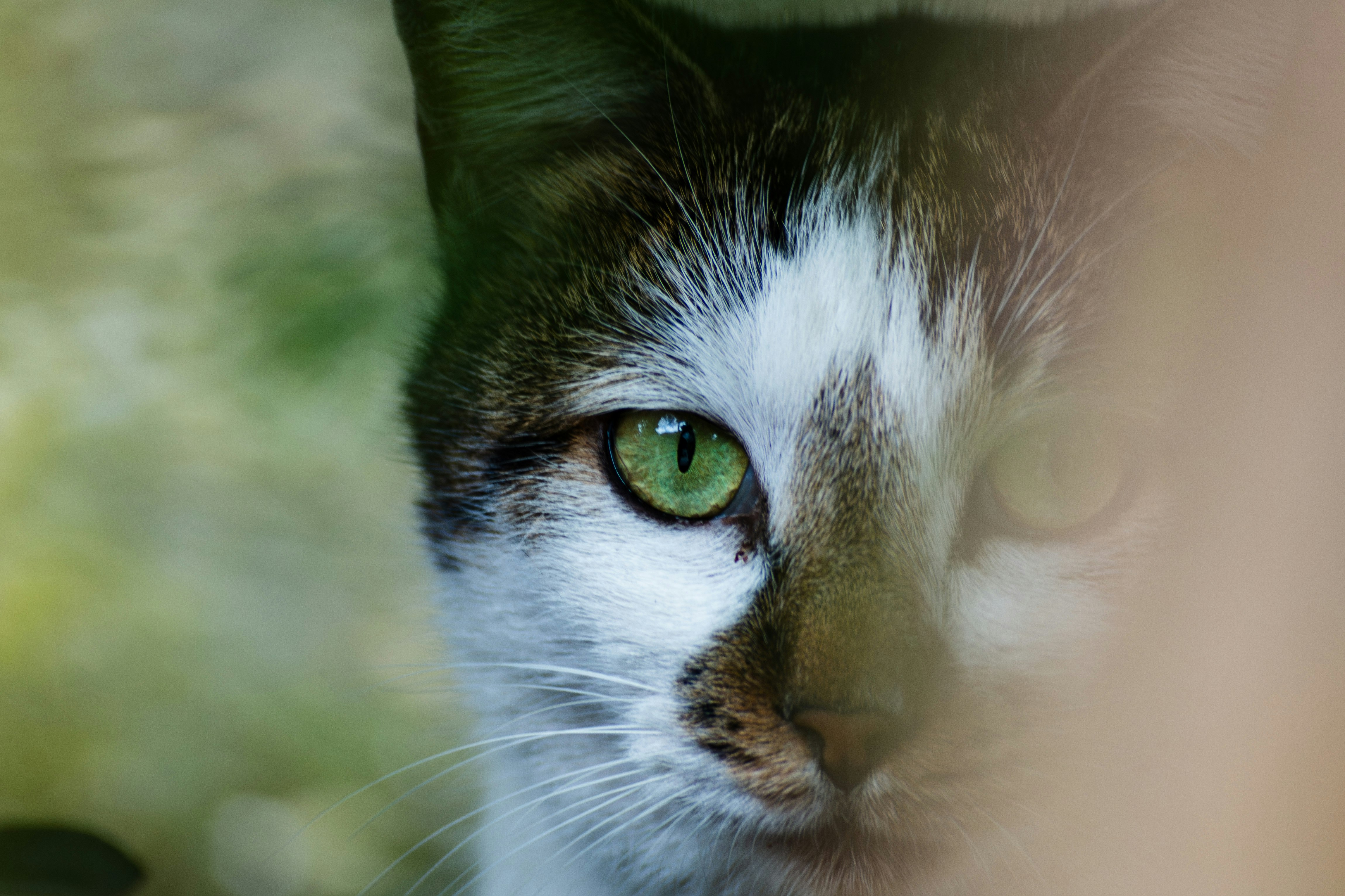 緑の目をのぞかせる野良猫の横顔