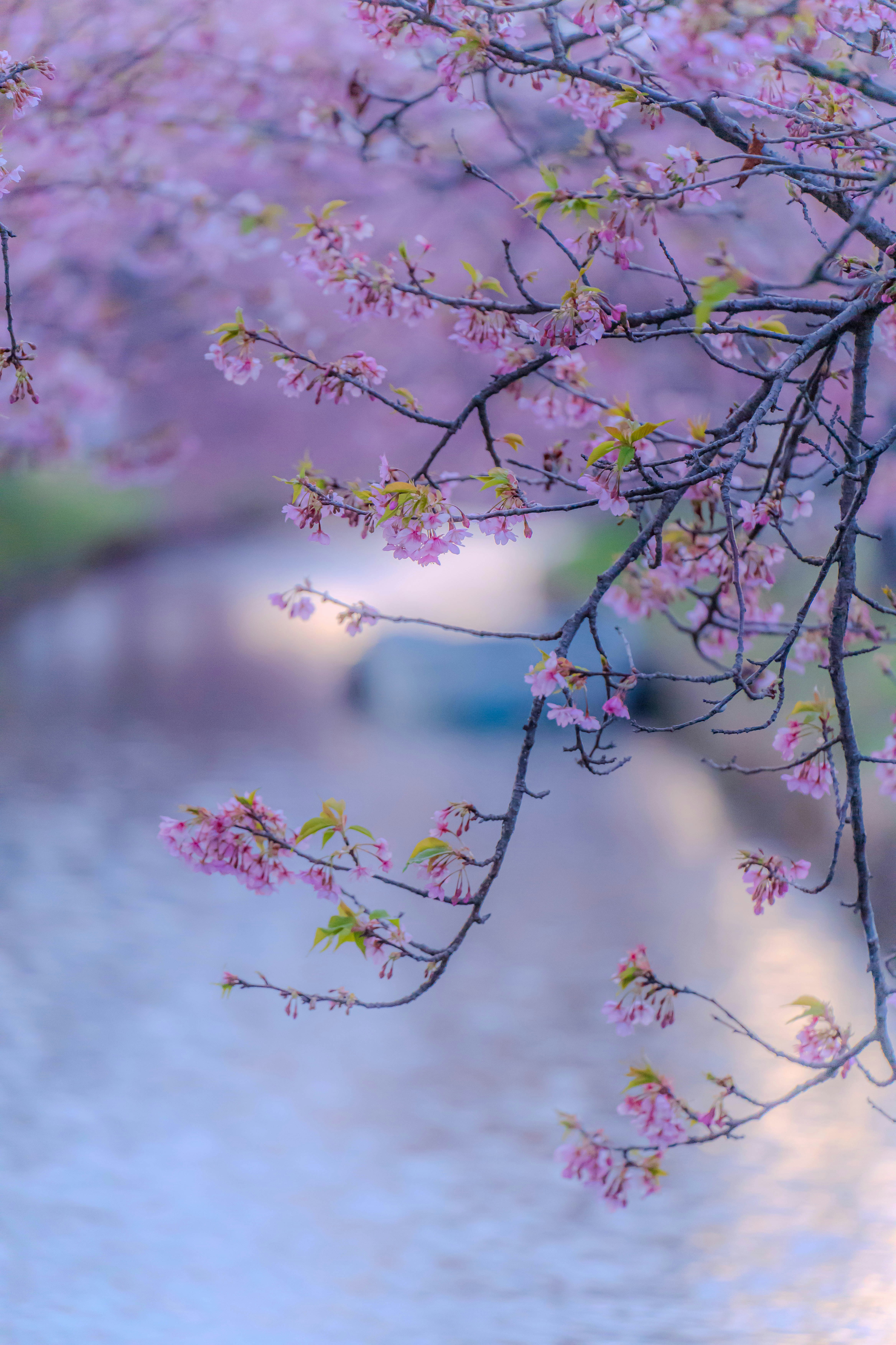 川沿いの枝垂れ桜の花と淡いピンクのボケ