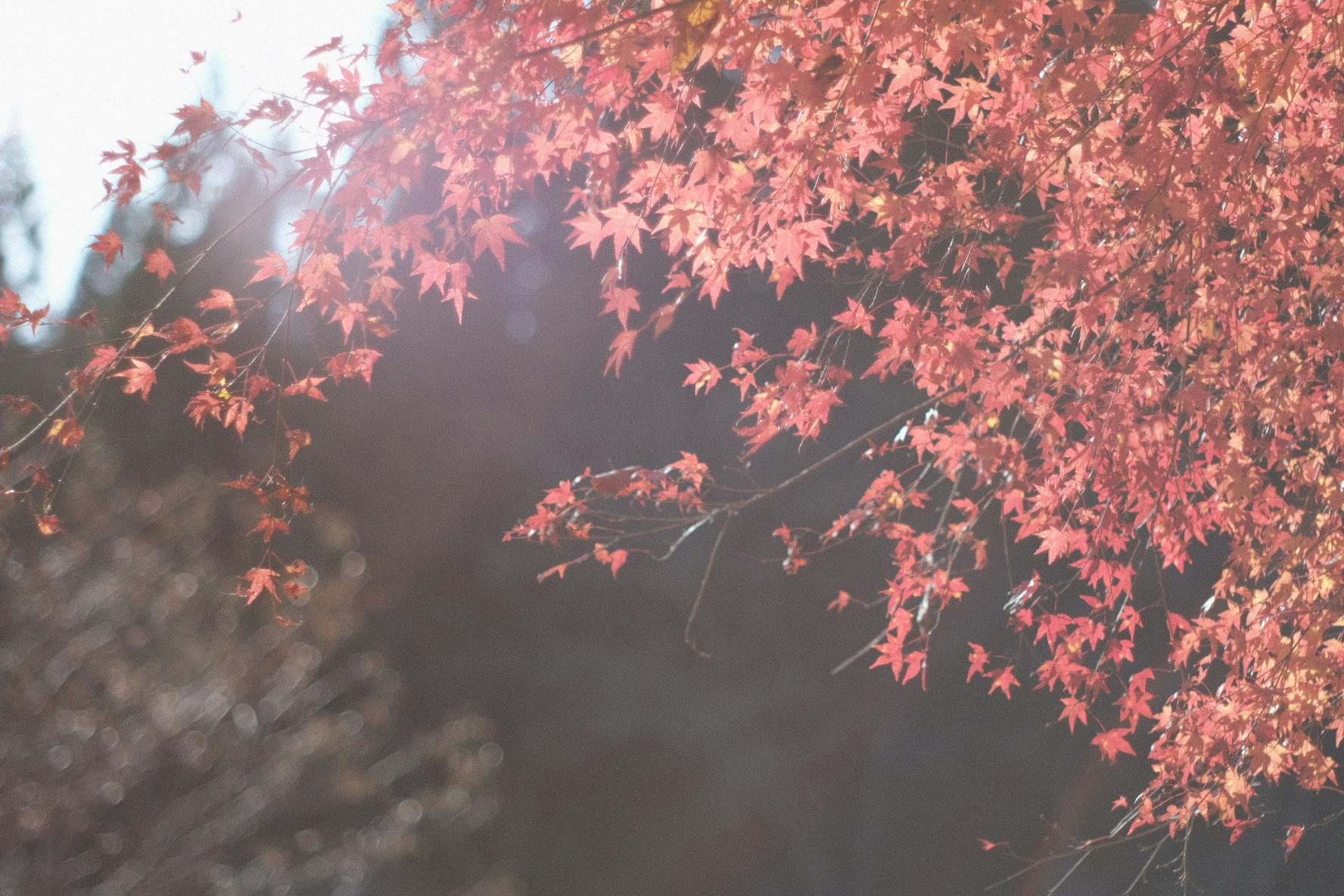 Daun maple Jepang bercahaya diterangi cahaya senja