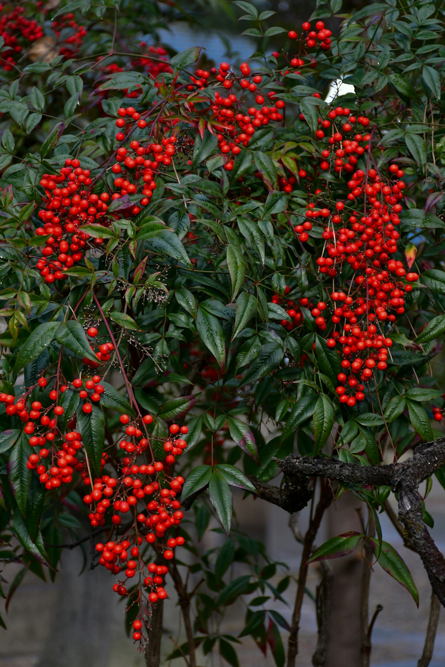 Close-up of a plant with bright red berries and lush green leaves