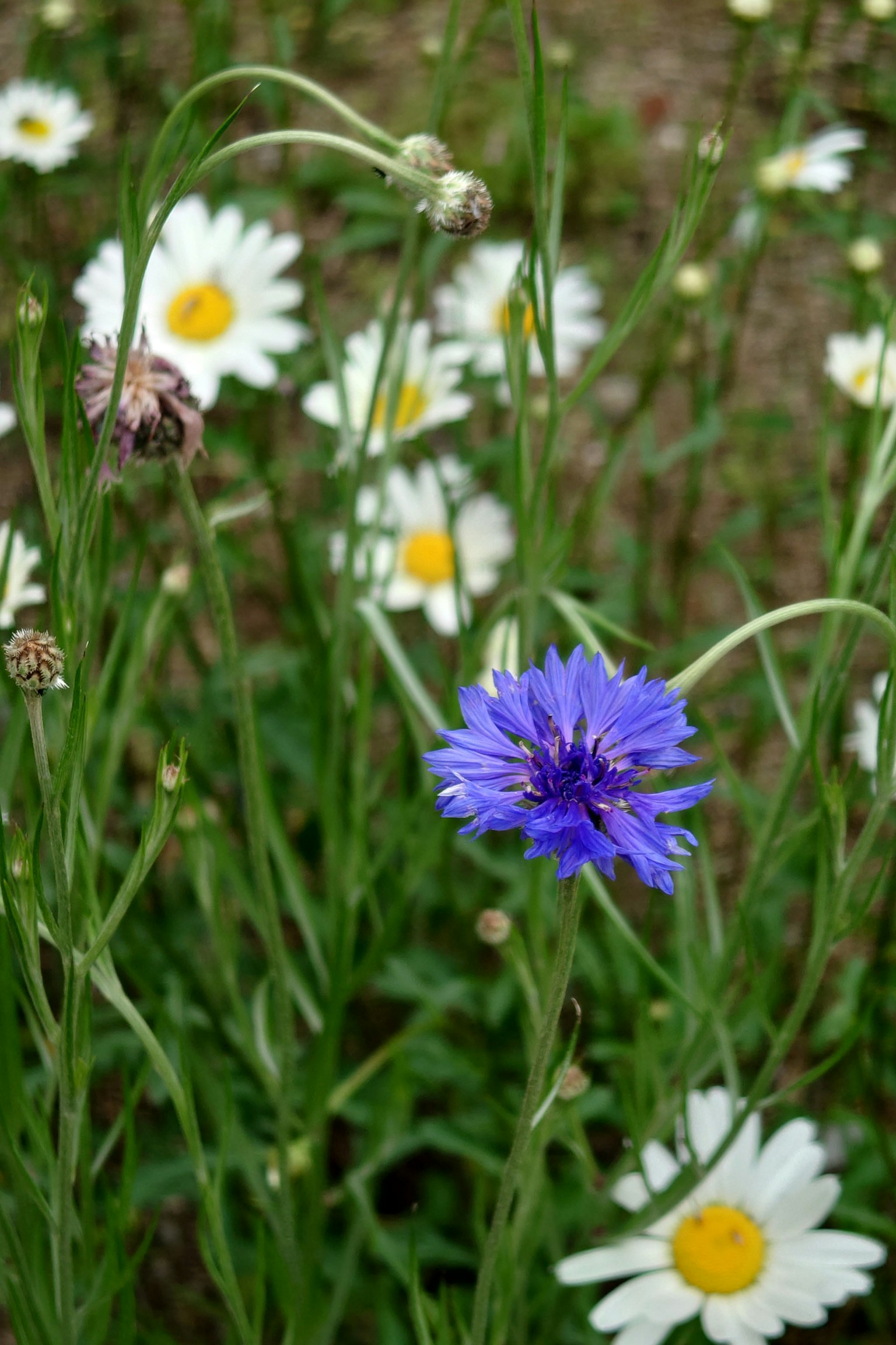 Field of blue flower and white daisies