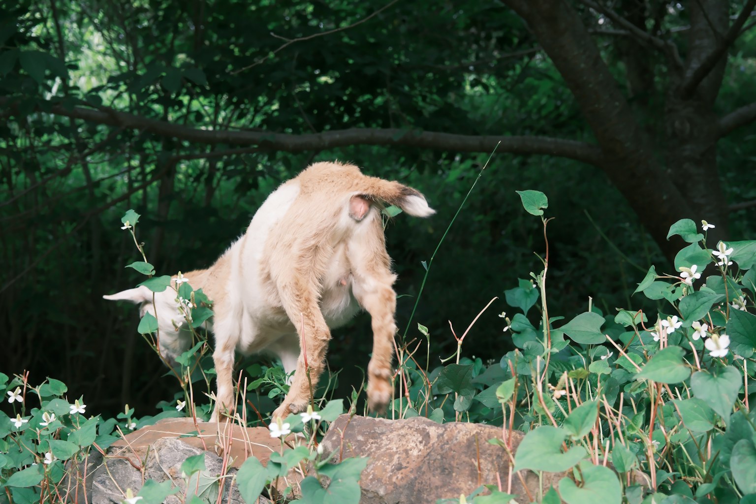 Kambing coklat berdiri di atas rumput dengan latar belakang alami