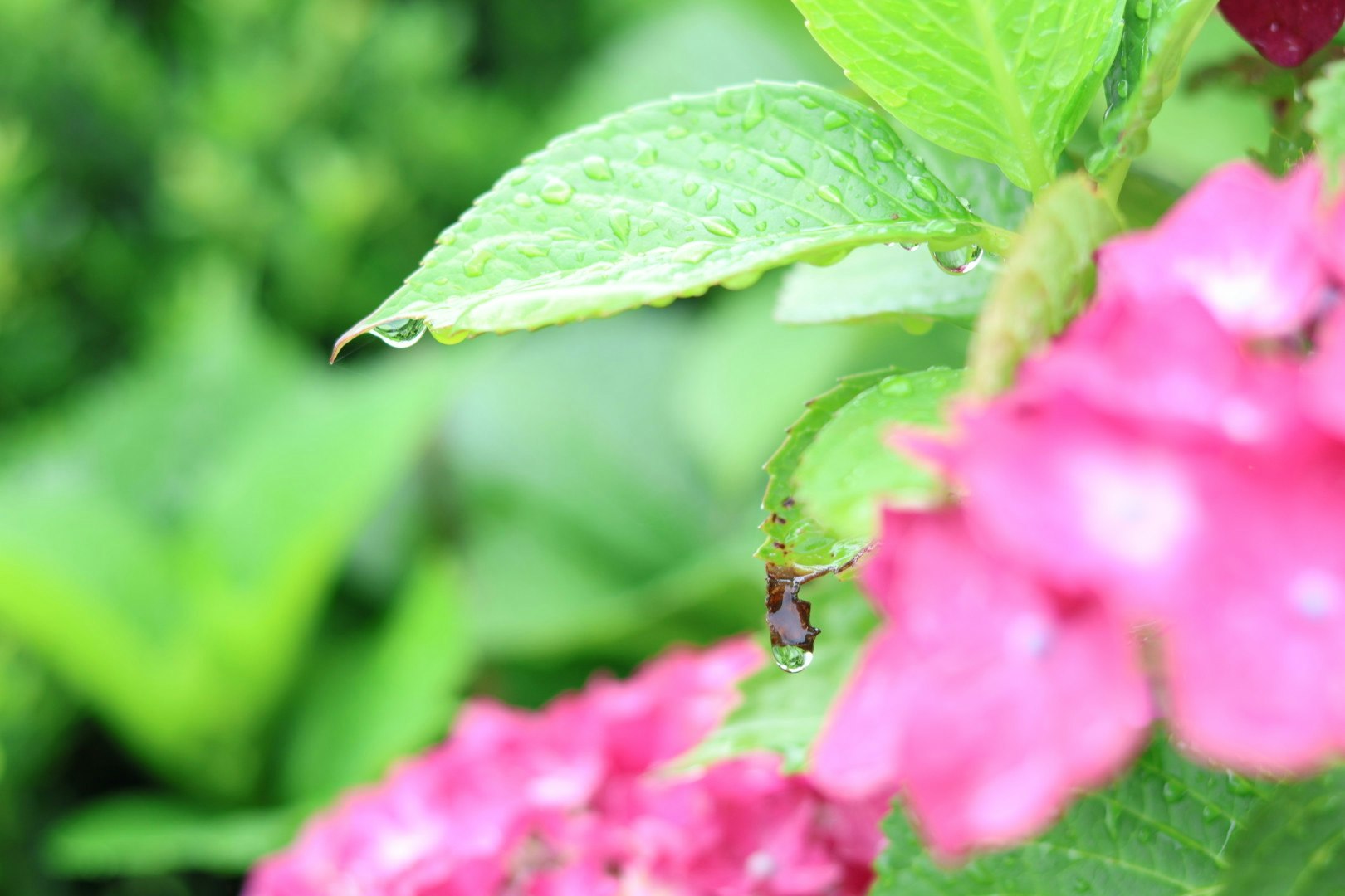 緑の背景にピンクの花と葉が映える鮮やかな植物のクローズアップ