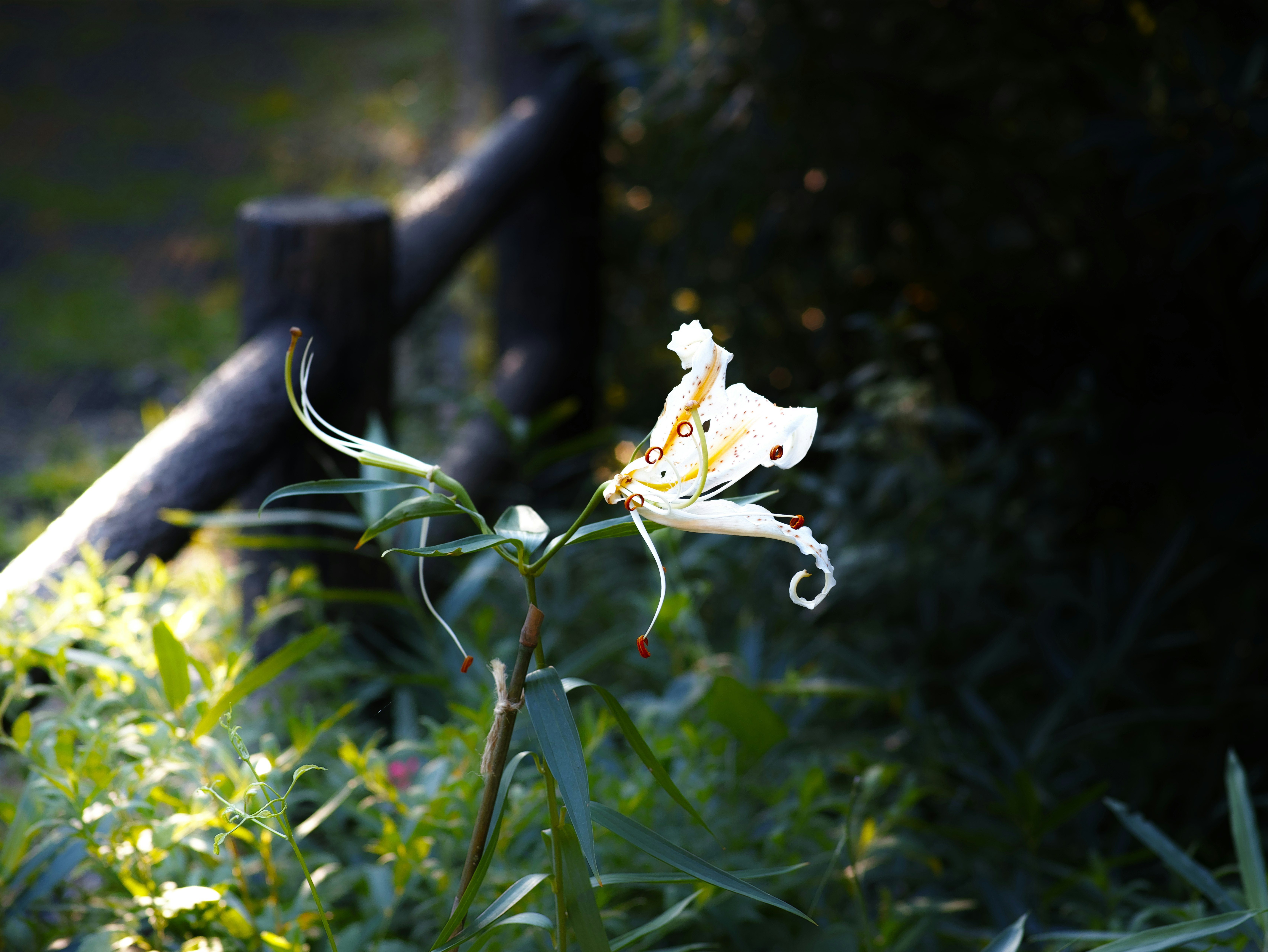 草むらの花と小さな昆虫がとまる自然の一瞬