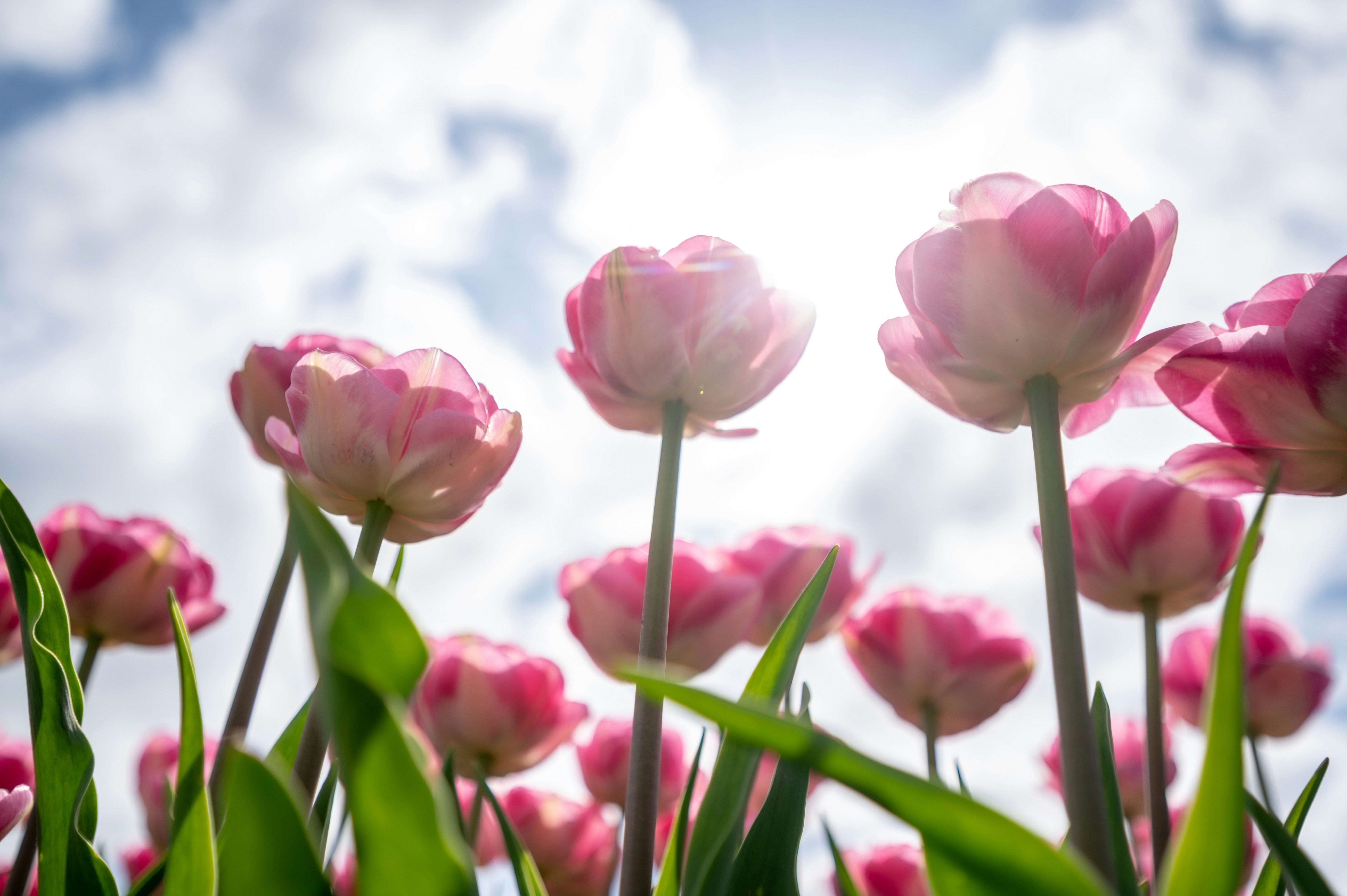 空に向かって咲くピンクのチューリップの花々