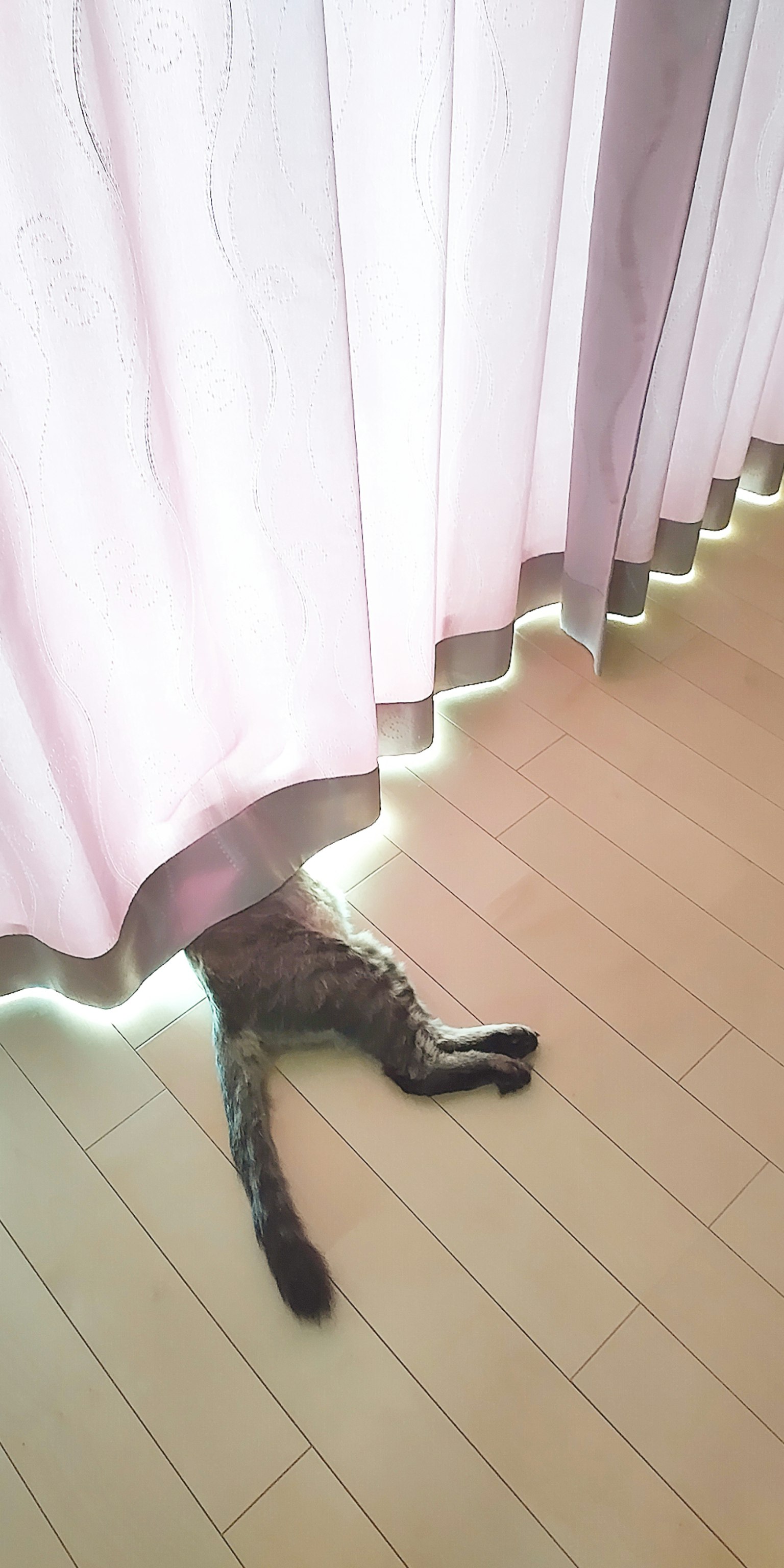Kaki belakang kucing terlihat di bawah tirai merah muda