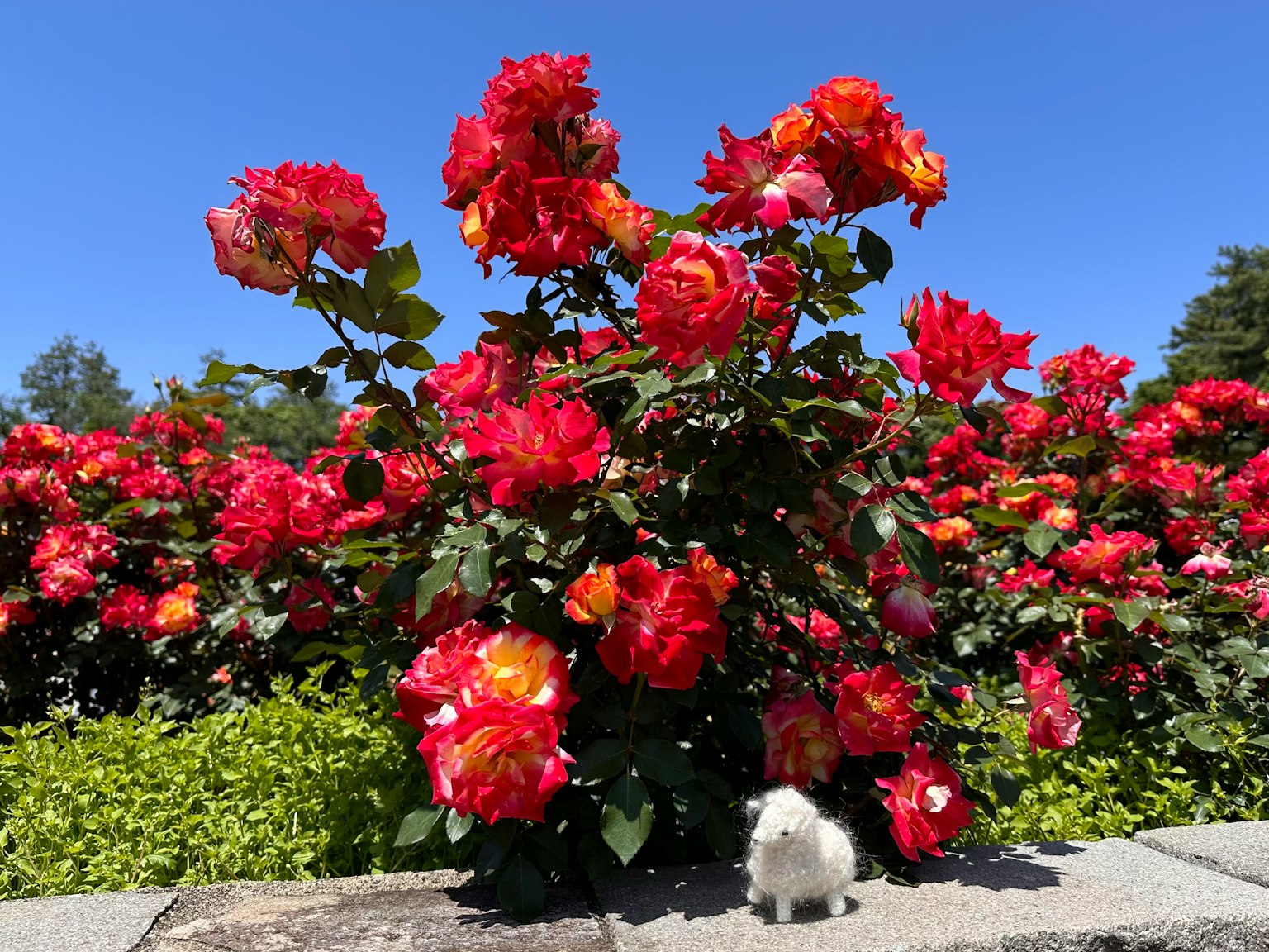 Un pequeño animal blanco cerca de arbustos de rosas rojas vibrantes en un jardín