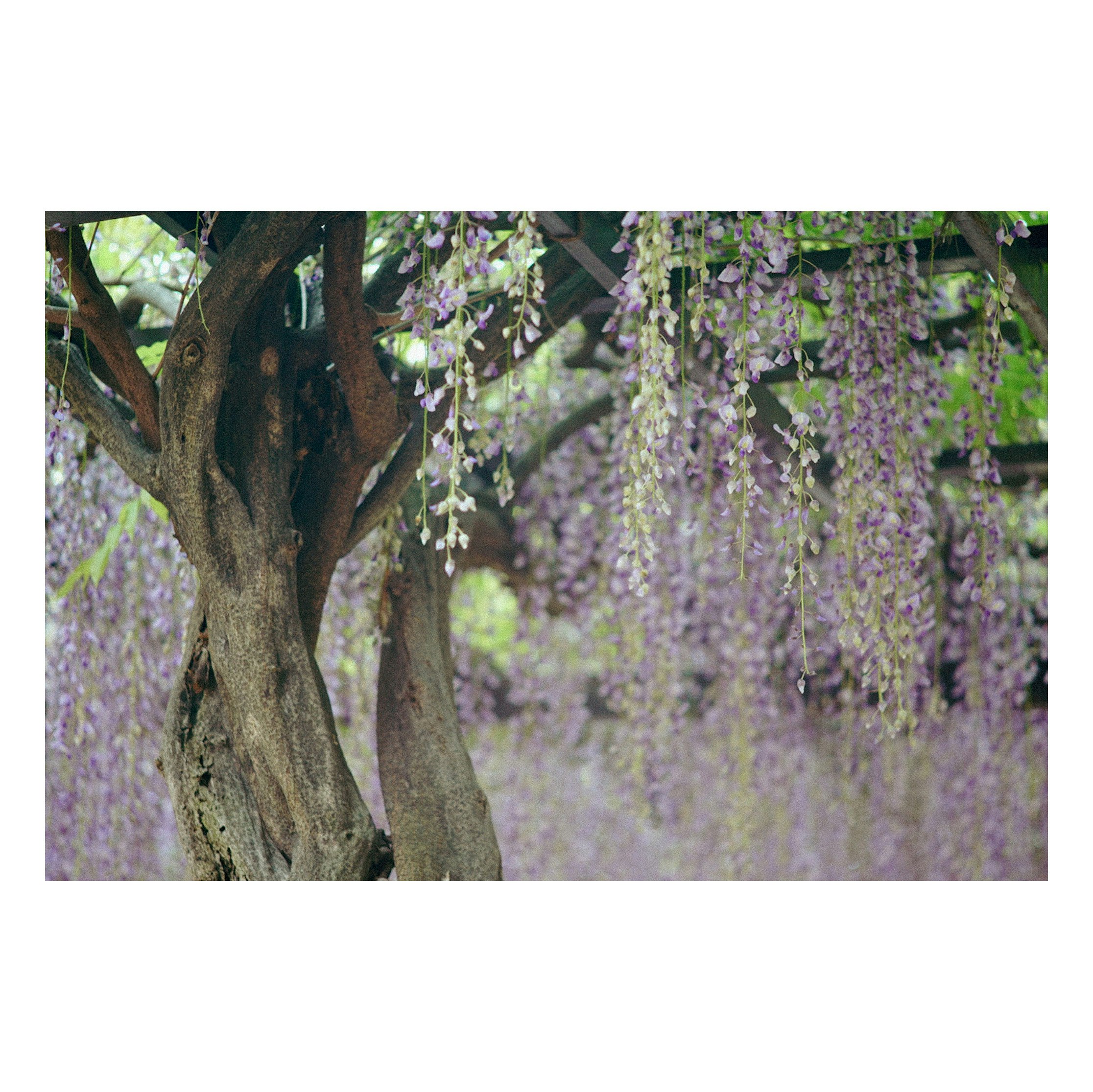 藤の花が垂れ下がる木の枝のある庭