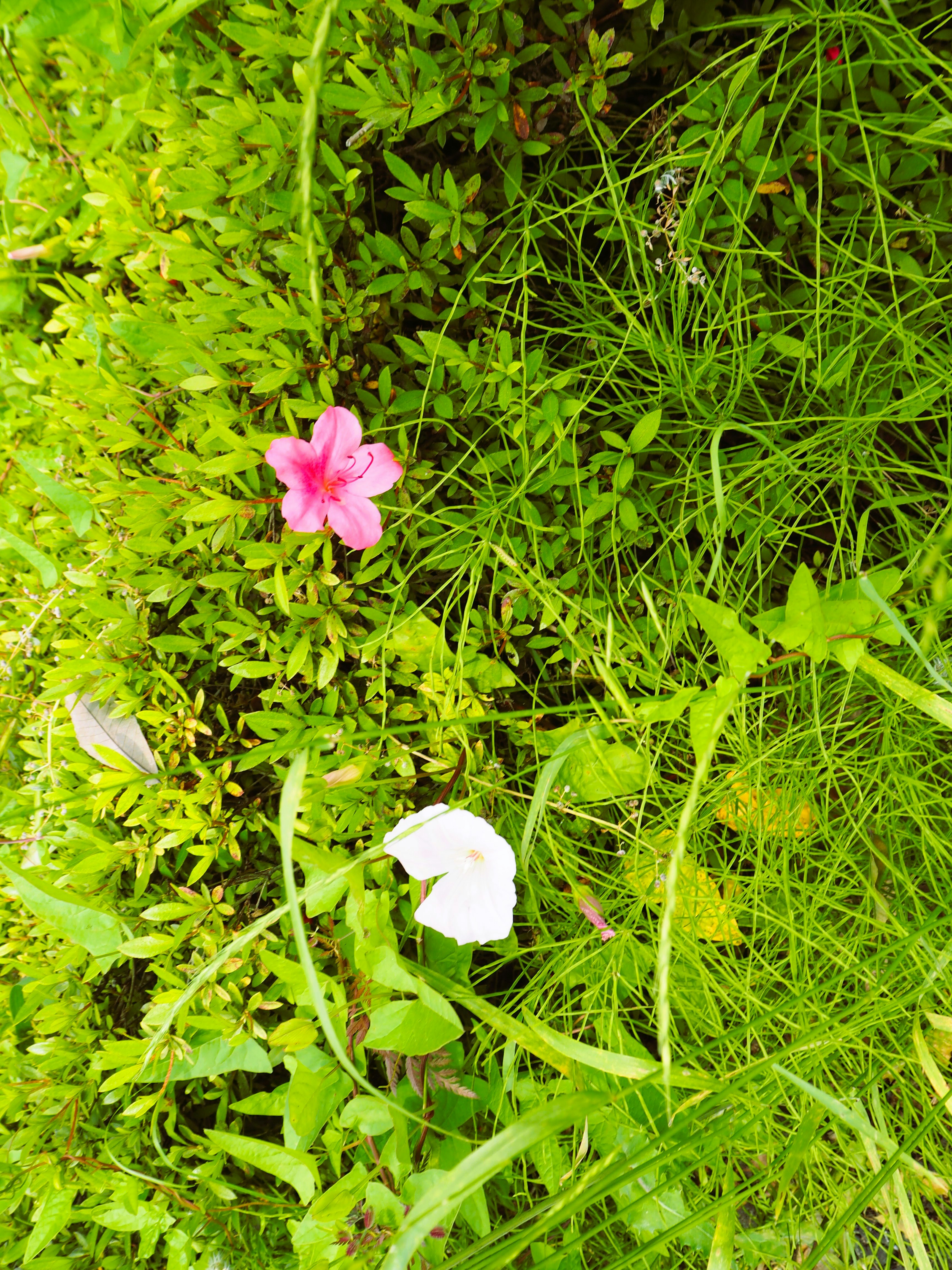 Azaleas rosa y blancas entre hierba verde intensa