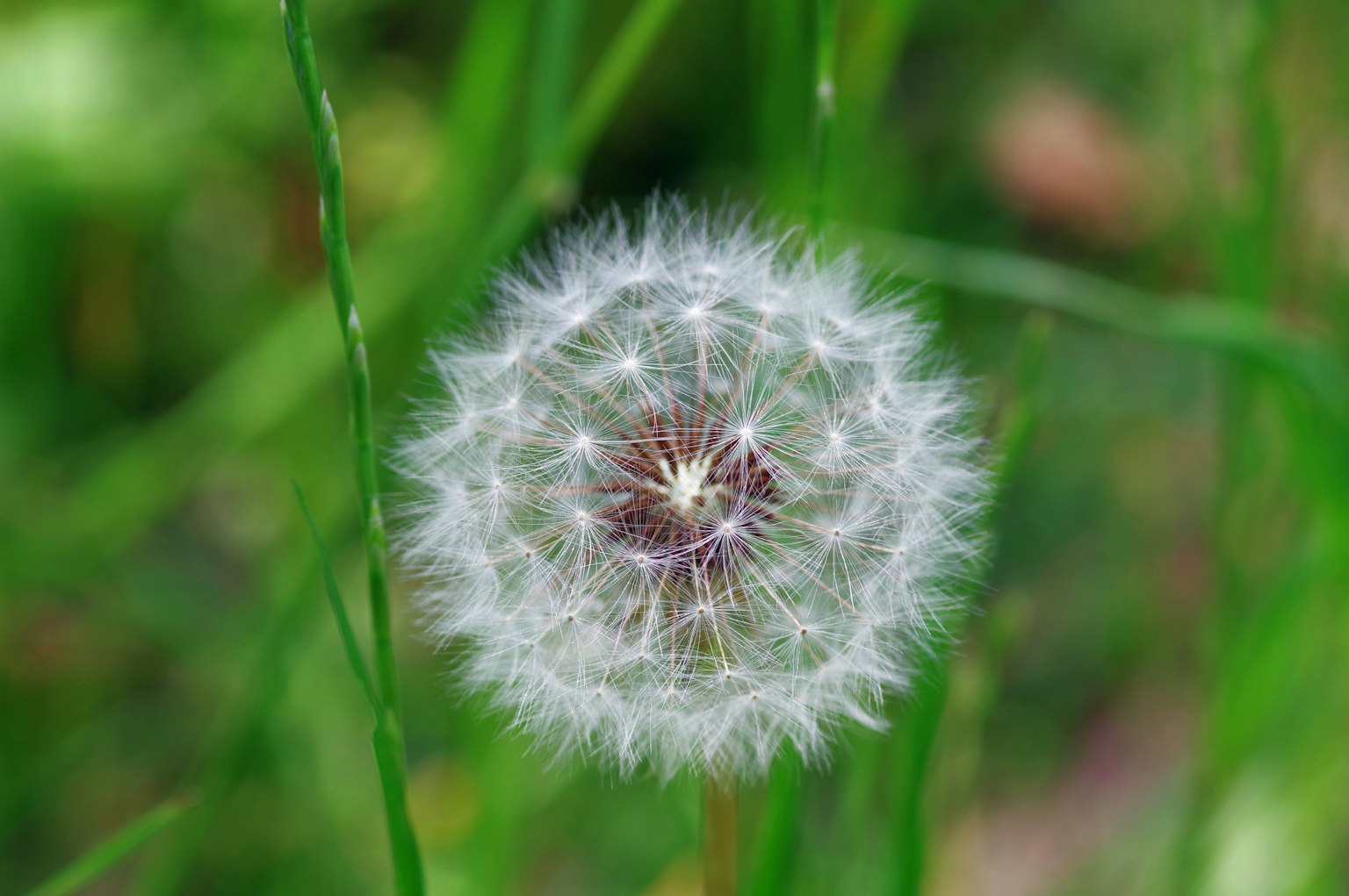 A white dandelion puffball surrounded by green grass