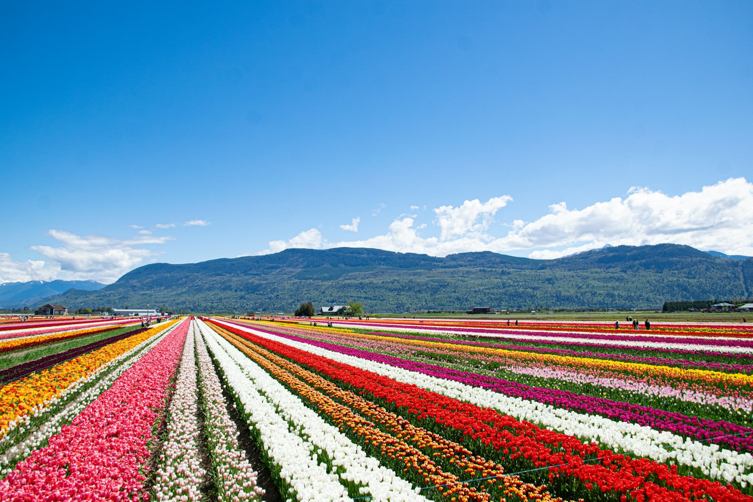 Campi di tulipani vivaci con fiori colorati sotto un cielo blu chiaro