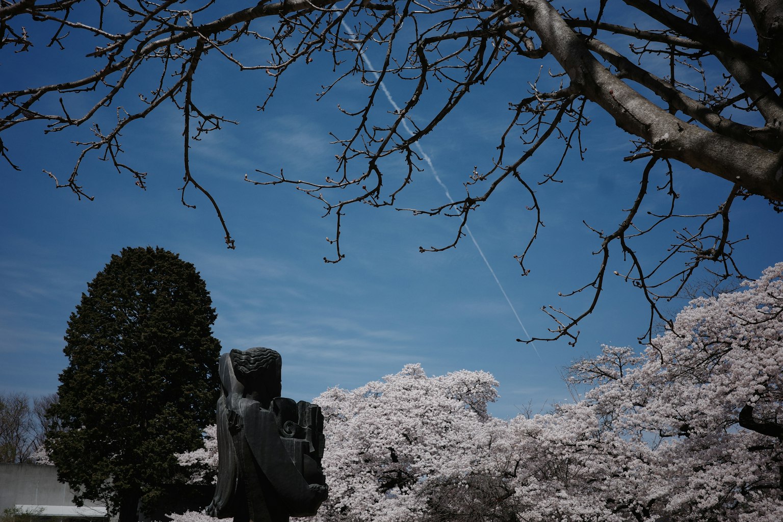 Una vista panoramica di alberi di ciliegio e una statua sotto un cielo blu