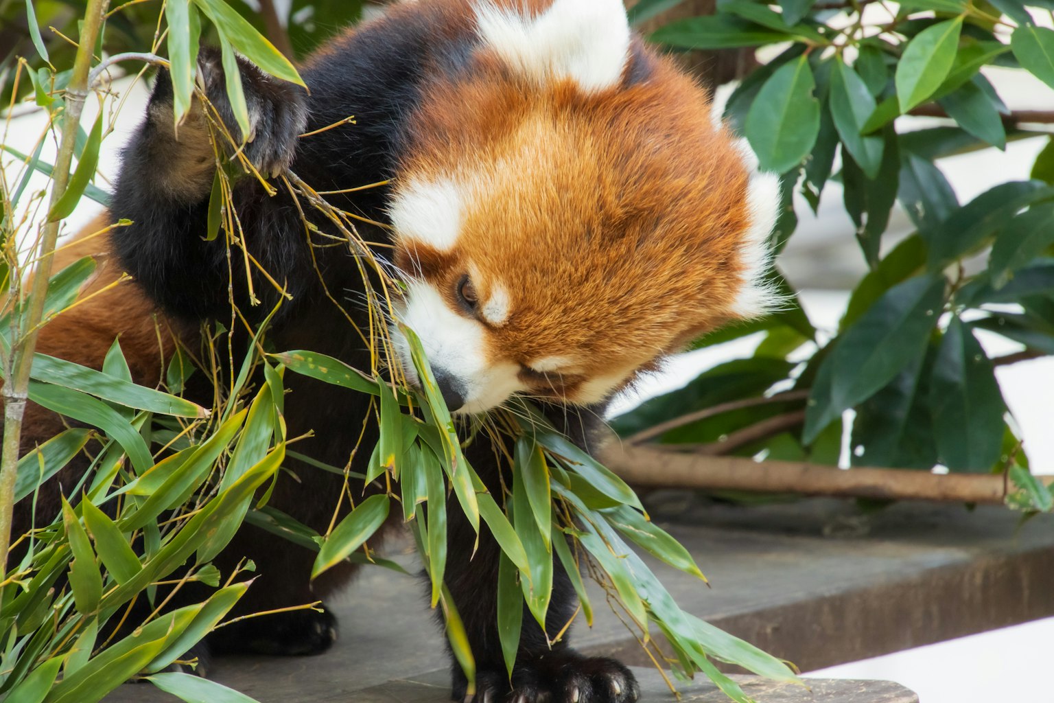 Panda merah sedang makan bambu dikelilingi oleh dedaunan hijau