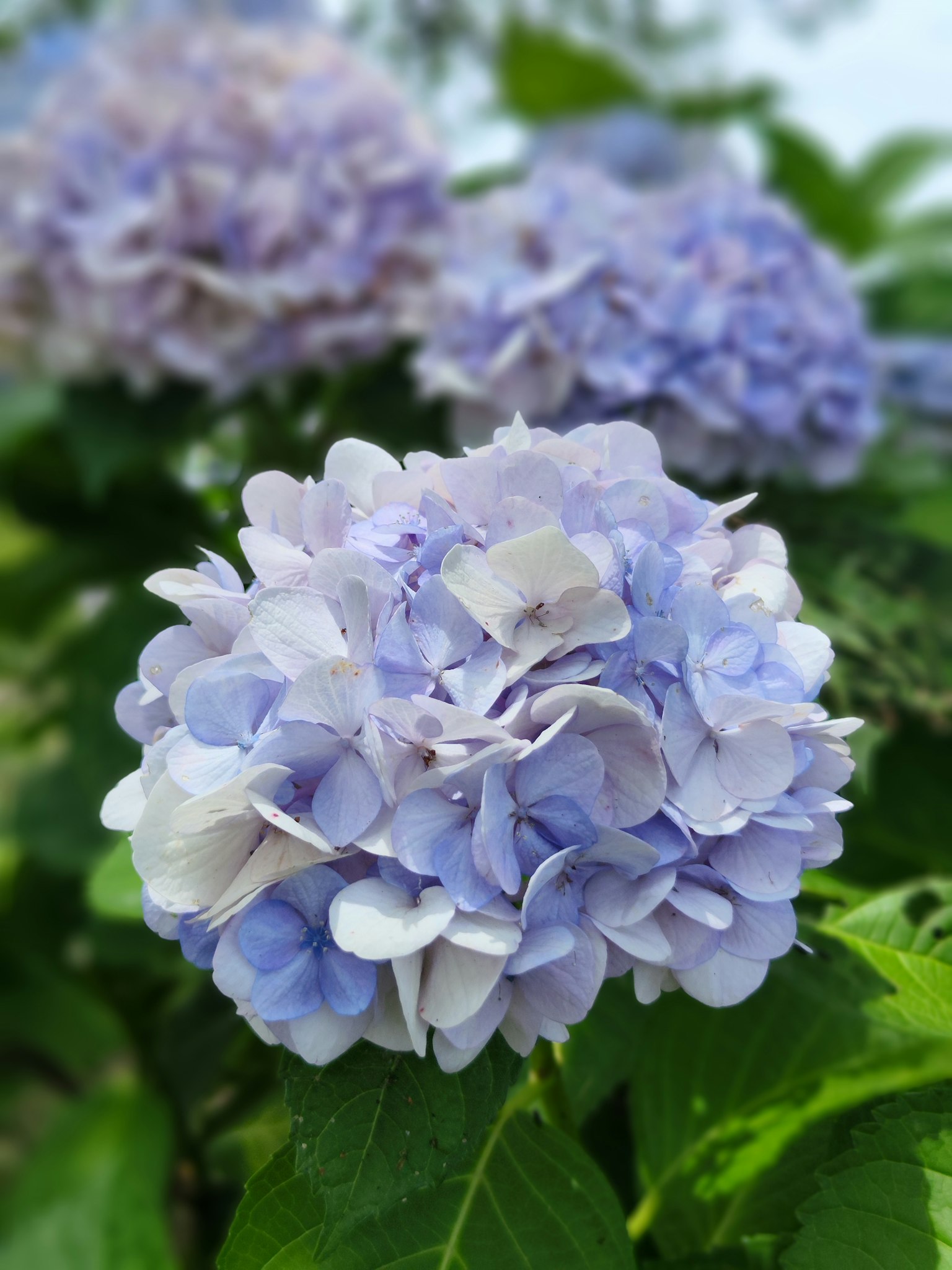Hydrangea flowers blooming surrounded by green leaves