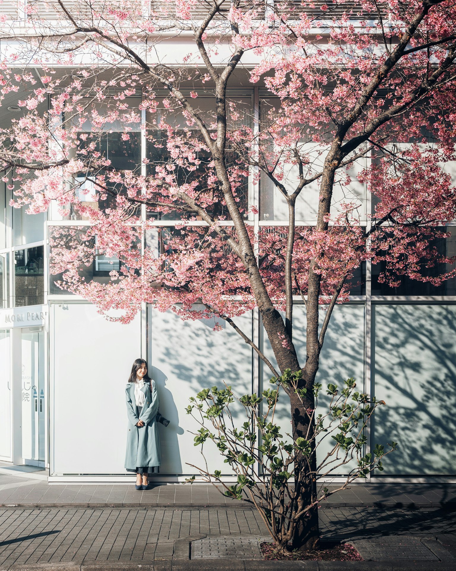 Woman standing in front of a cherry blossom tree and modern building
