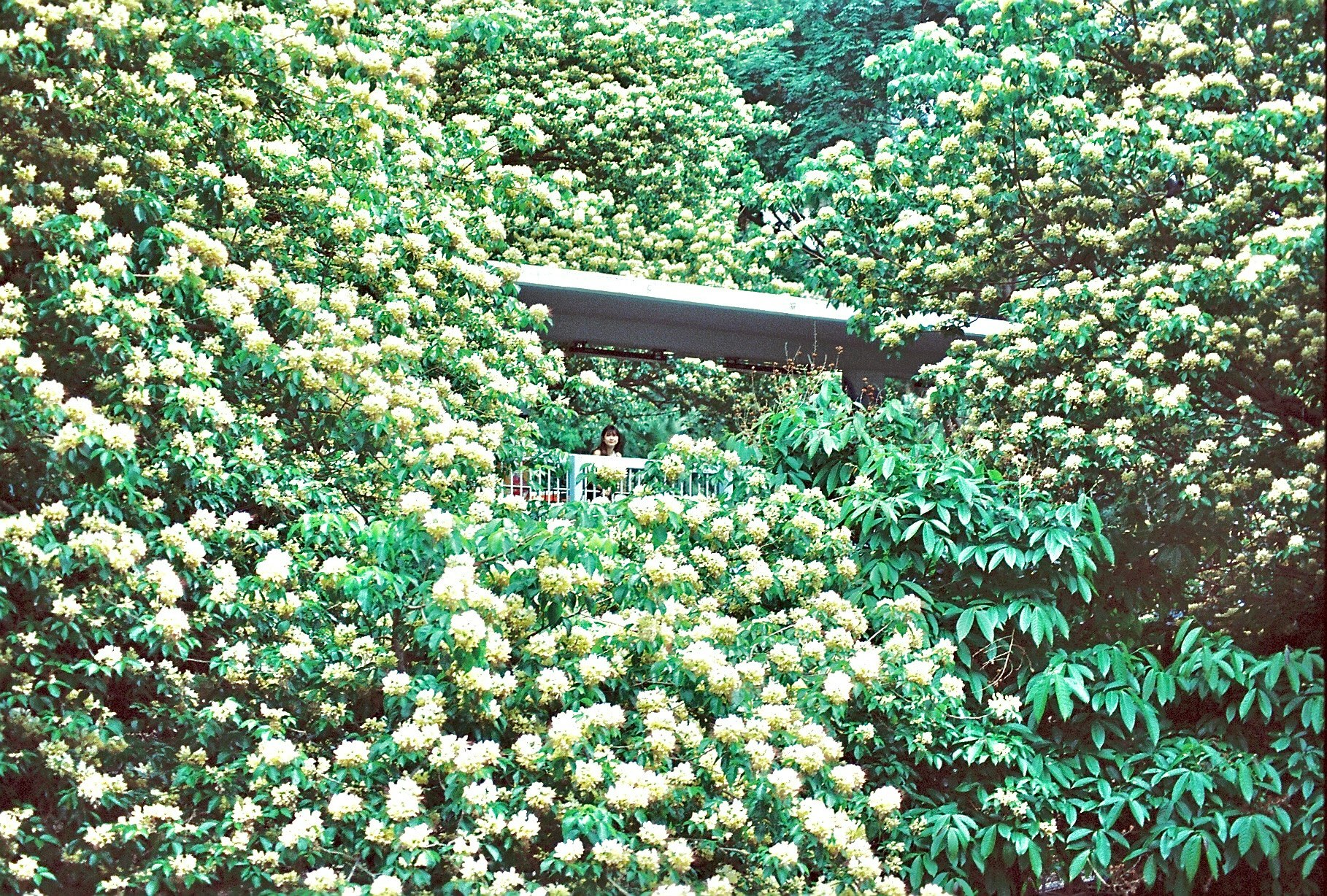 花が咲き並ぶ生垣の中の小道とベンチ