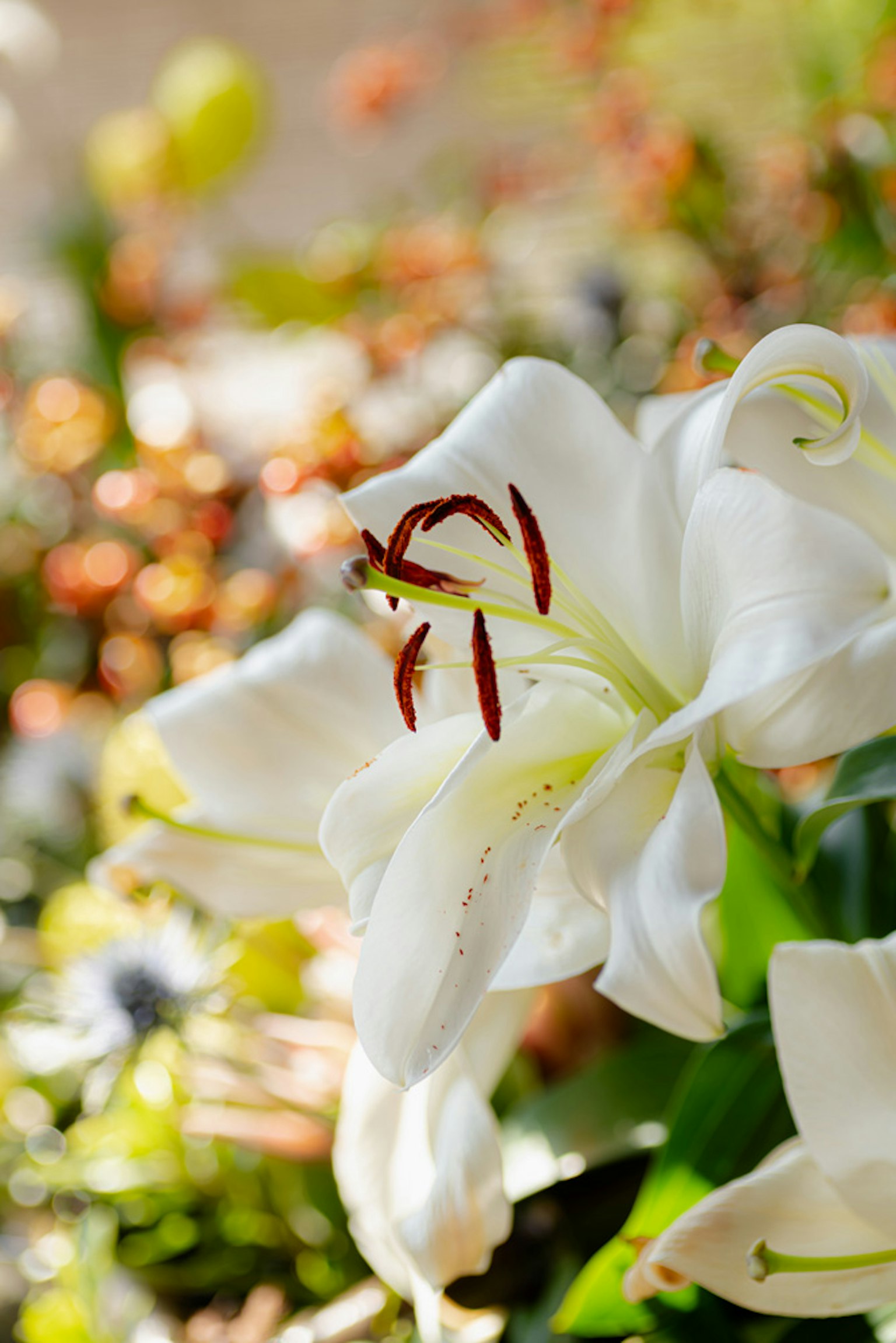 Cận cảnh hoa lily trắng với nhị đỏ và nền hoa nhiều màu sắc mờ