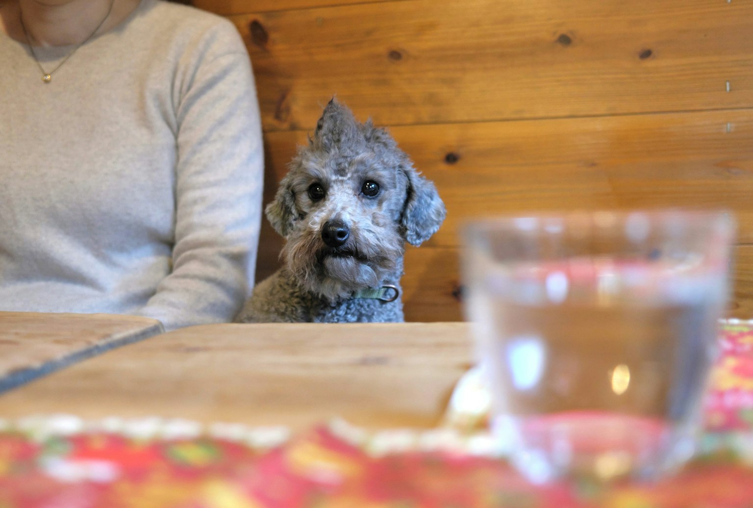 Cane grigio seduto a un tavolo accanto a una persona