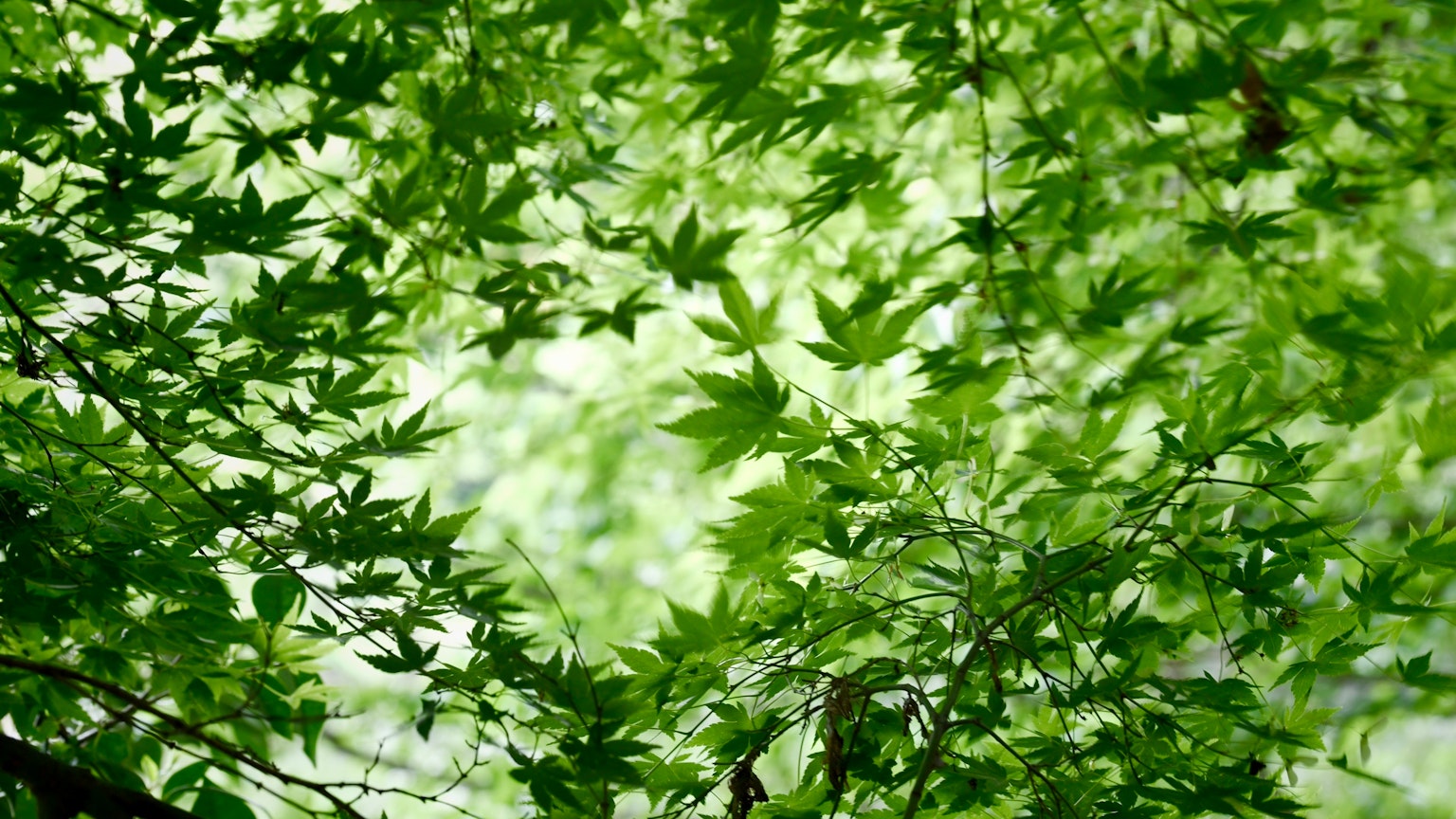密集的生动绿色枫叶鸟瞰图