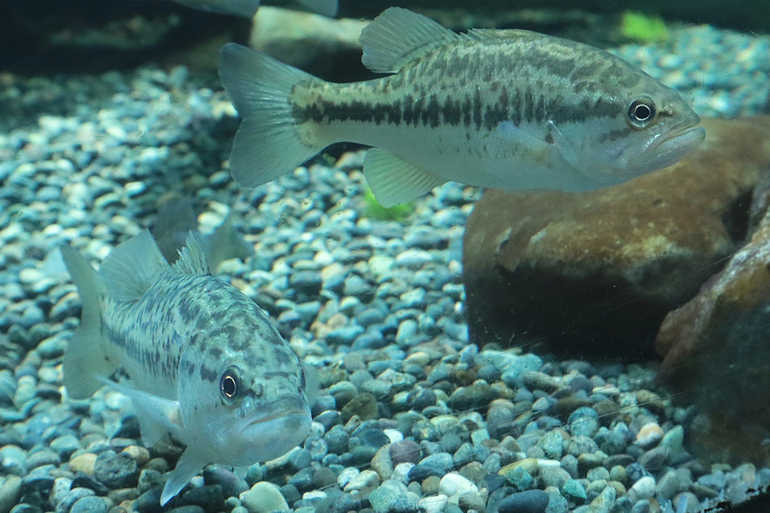 Deux poissons nageant dans l'eau avec un fond de galets