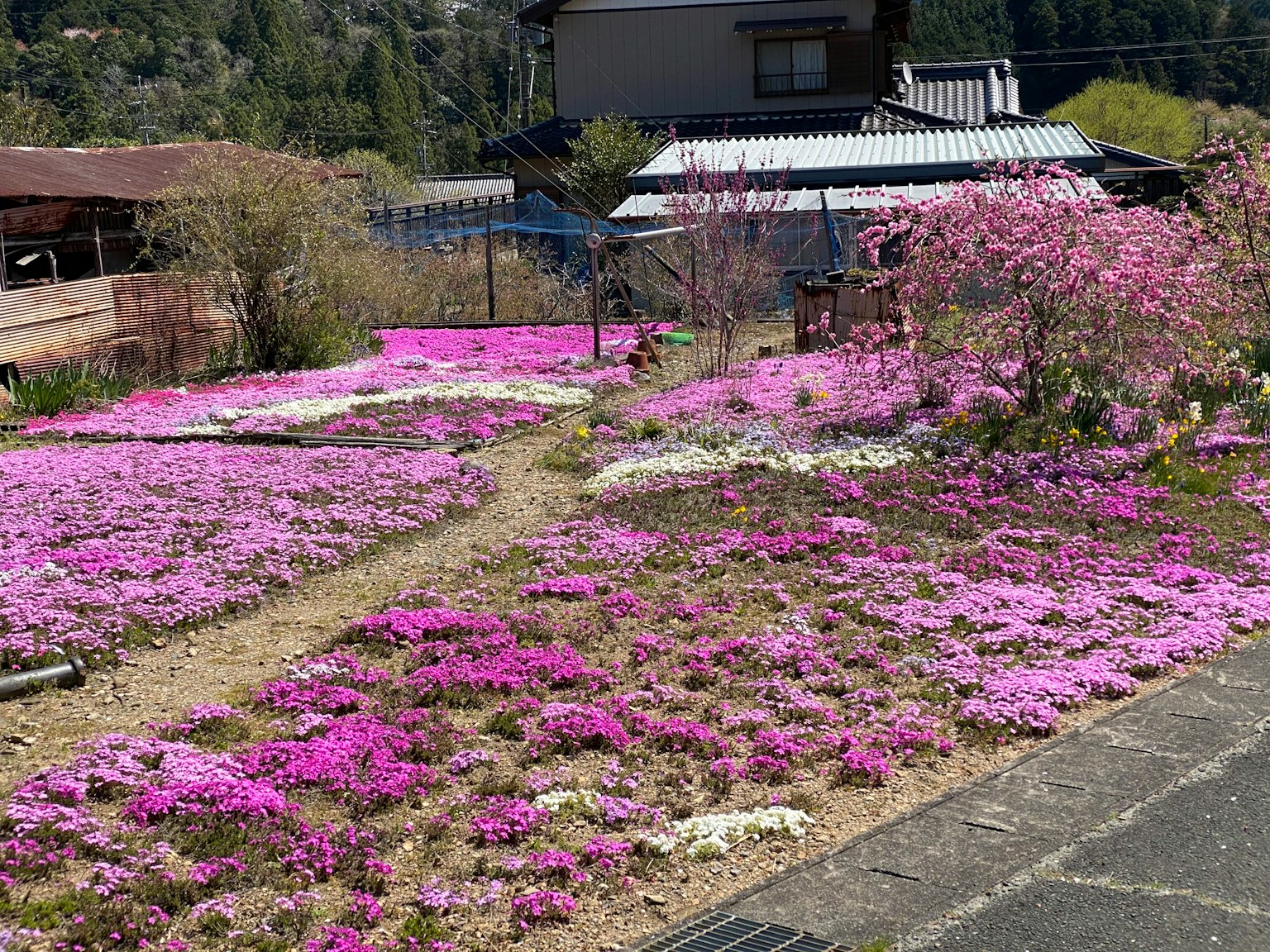 Vibrant pink flowers covering a garden with traditional buildings