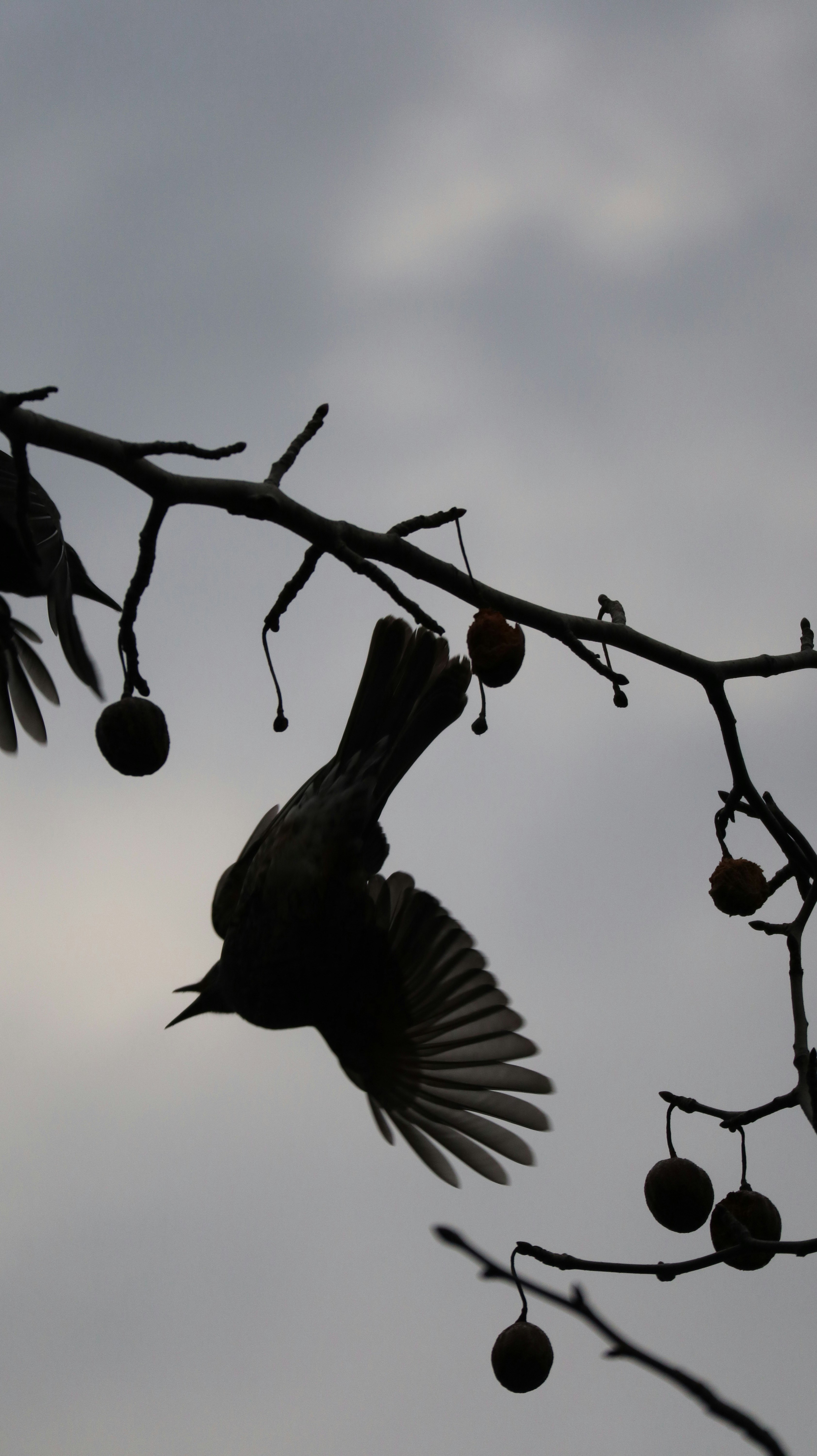 枝にぶら下がる鳥のシルエットと実のある空の下