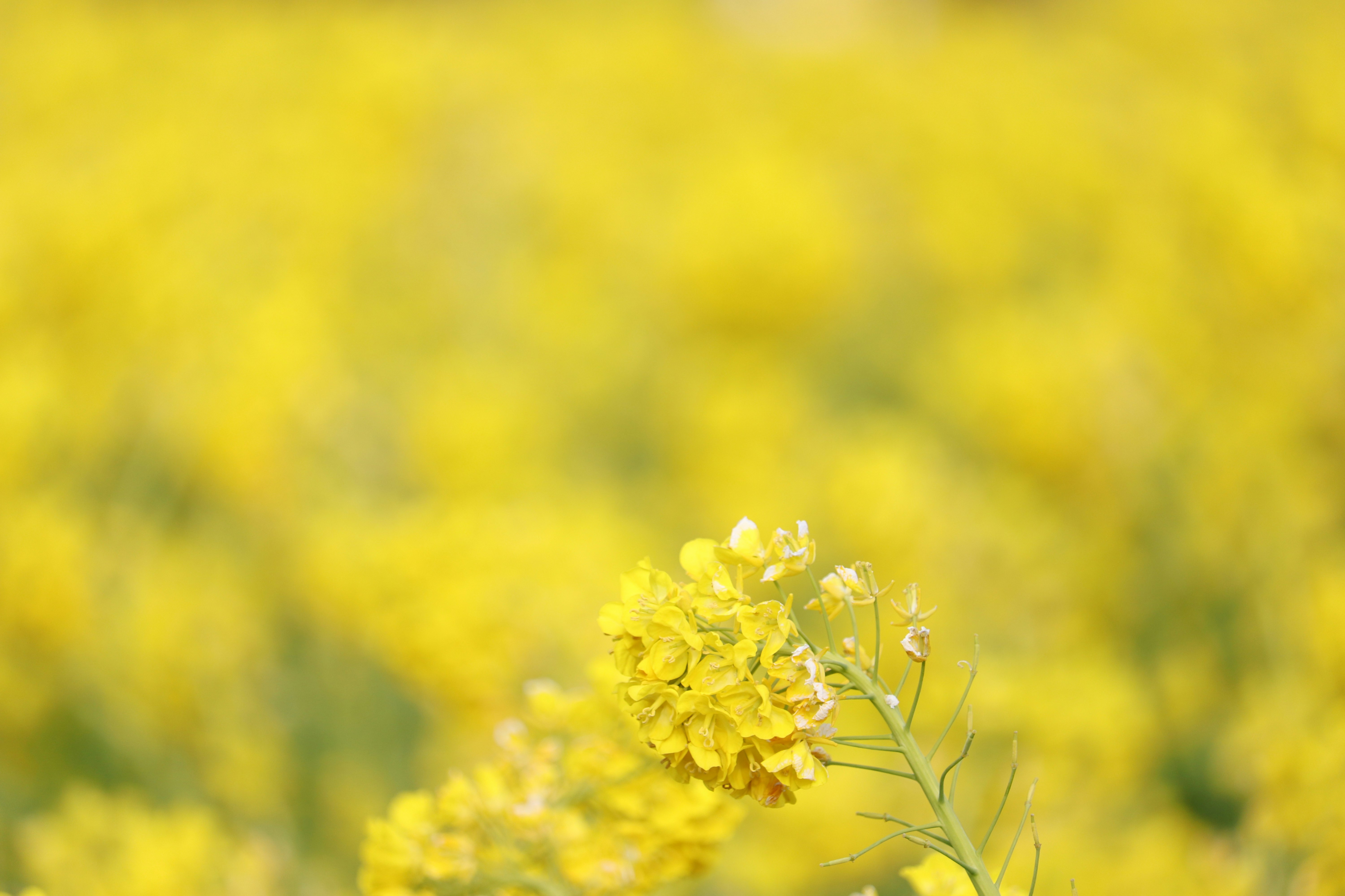 菜の花畑の中で咲く黄色い花のクローズアップ