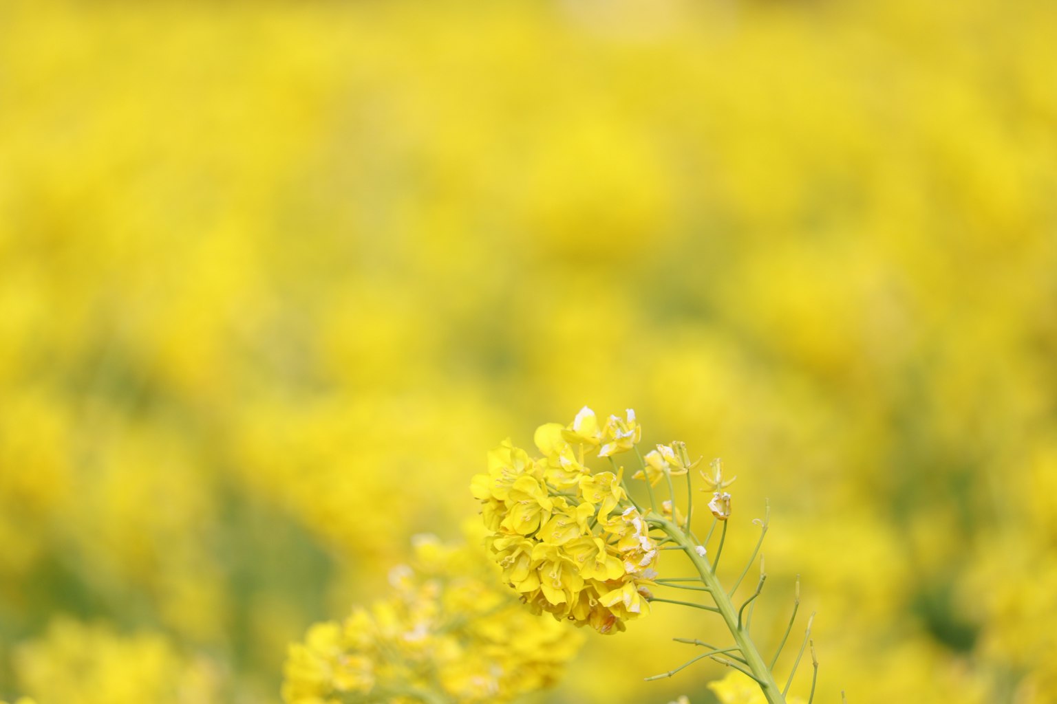 模糊田野中的黃色花朵特寫