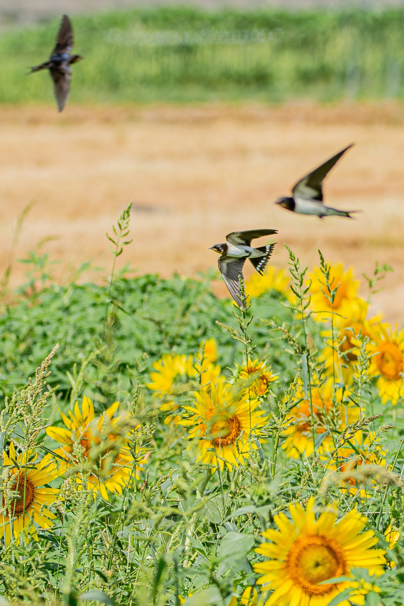黄色い花畑を飛ぶツバメの群れのある風景