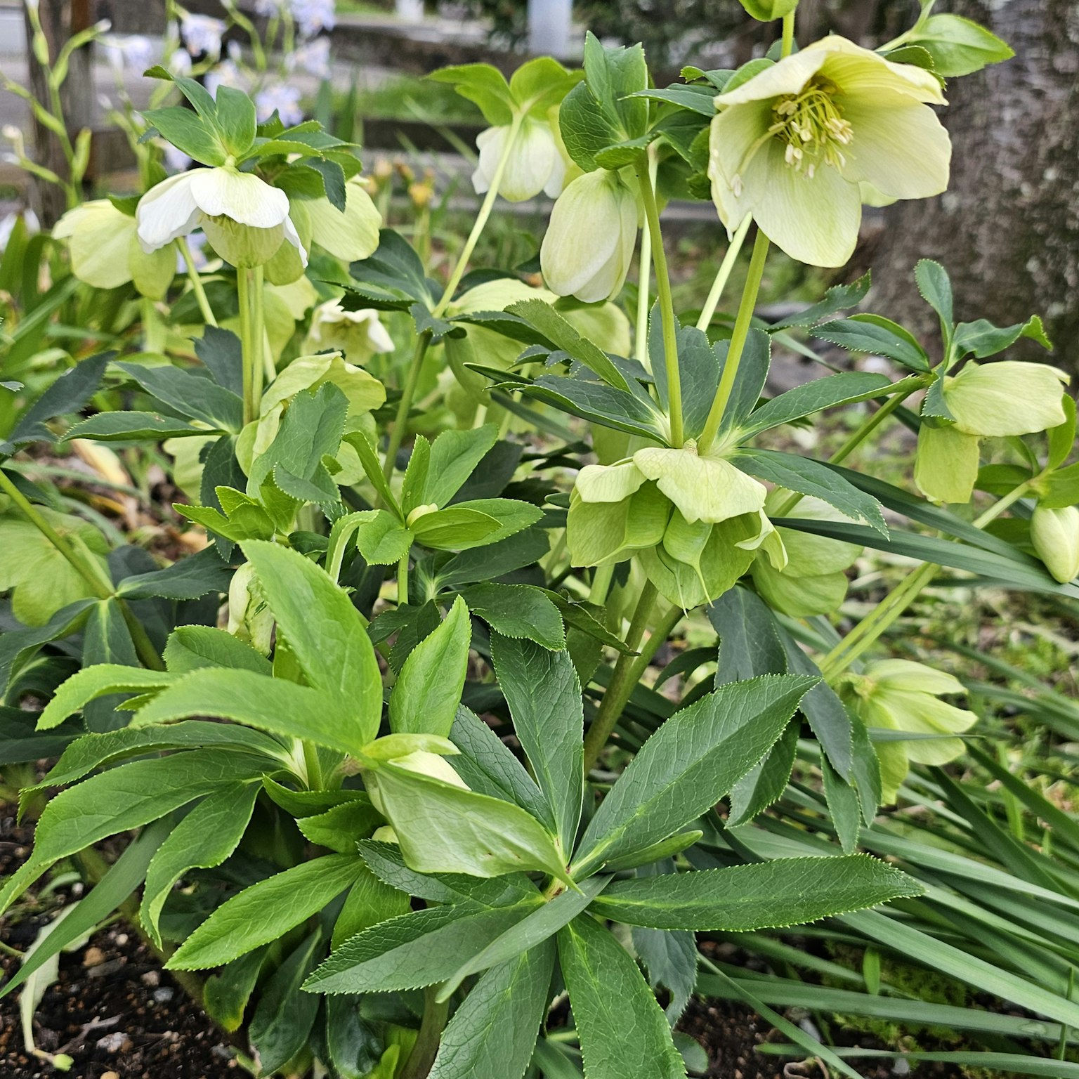 一簇淡绿色花朵和叶子的黑心菊