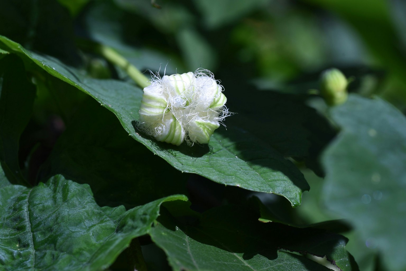 Gros plan d'un bouton de fleur blanc sur des feuilles vertes