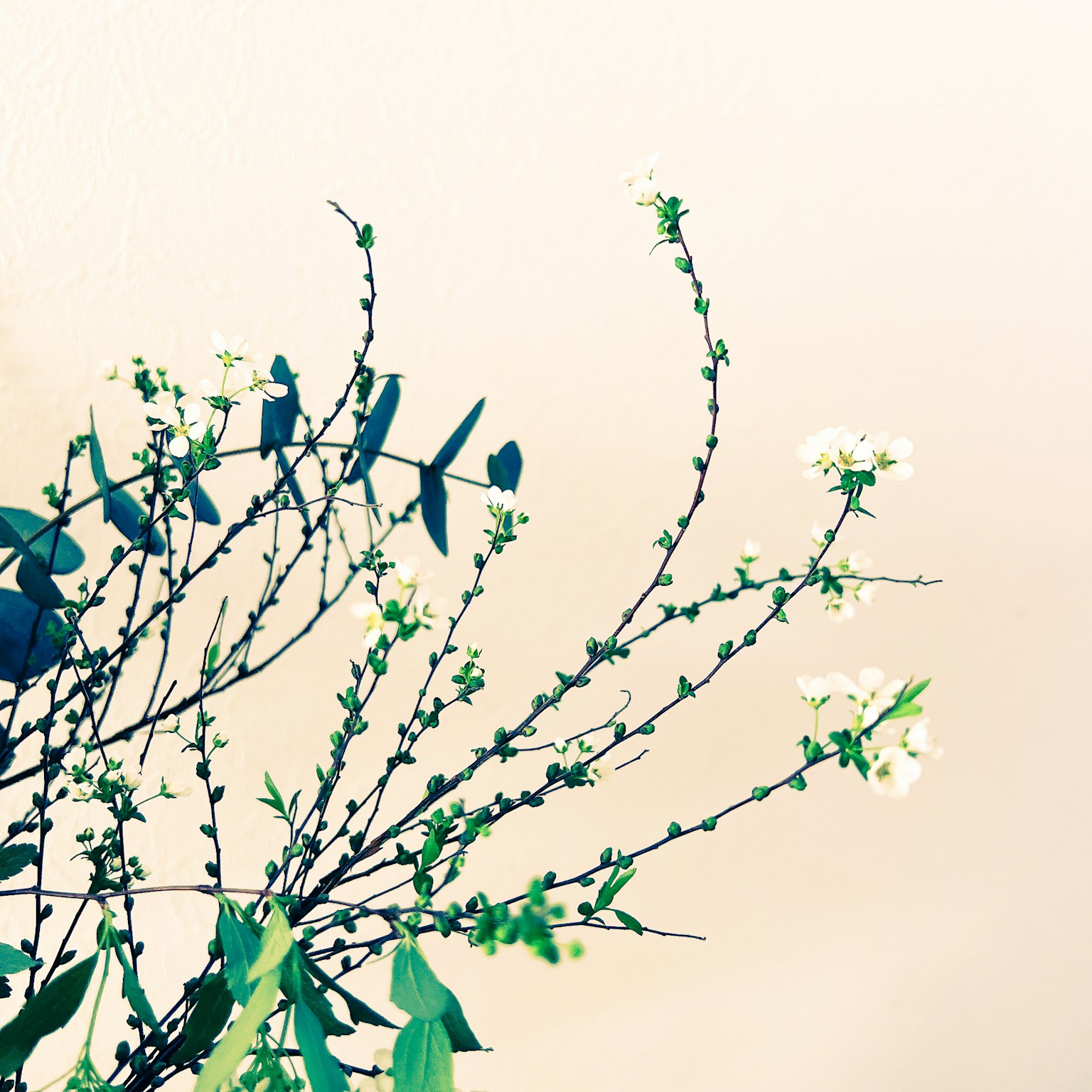 Une branche de plante avec des fleurs délicates et des feuilles sur un fond simple
