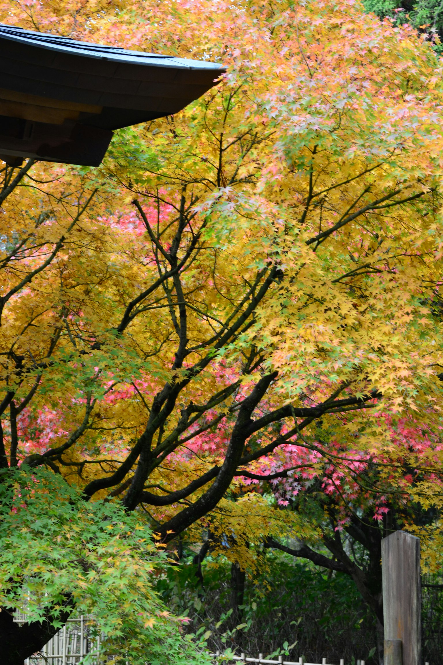 Colorful autumn foliage with part of a roof visible