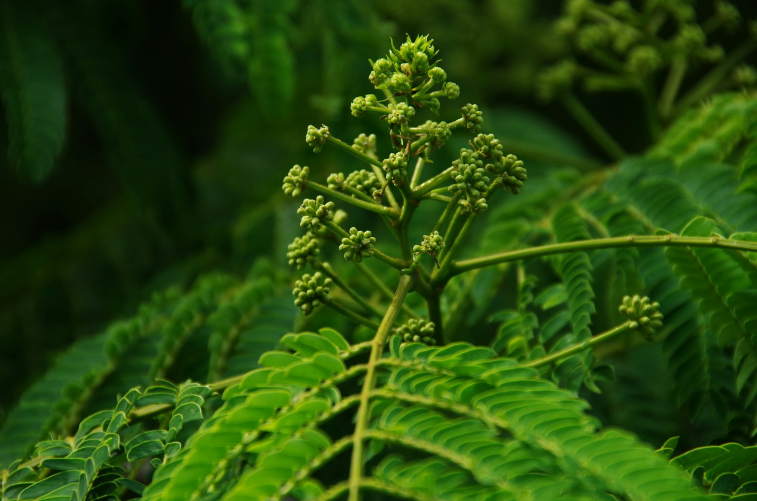 蕨类植物的特写，具有绿色的叶子和芽
