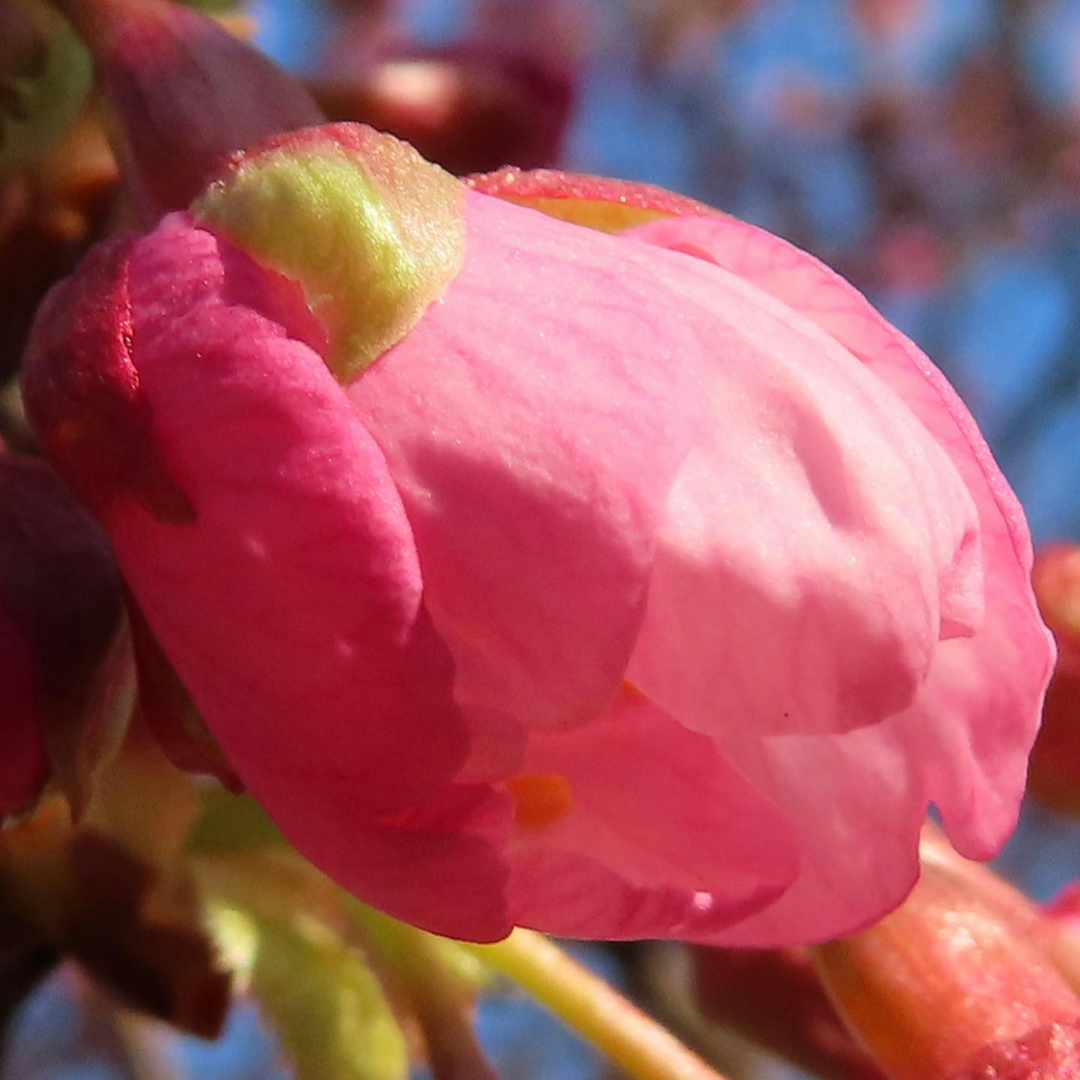 粉色花苞的特寫，花瓣柔軟