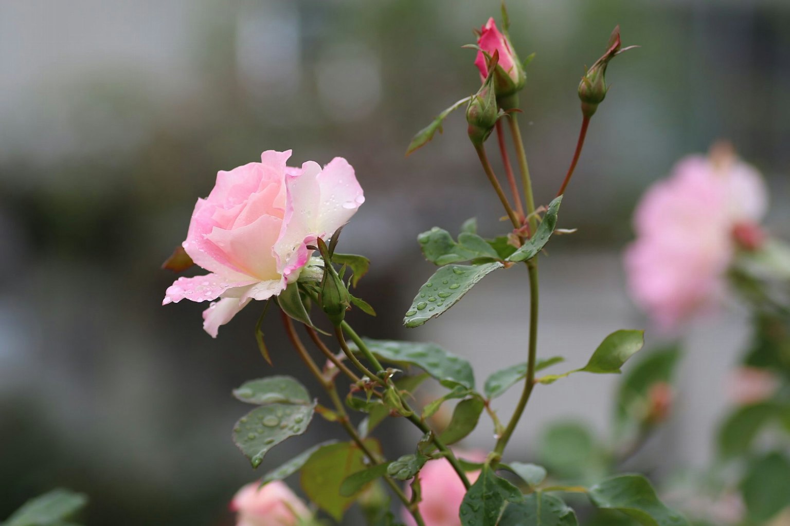 Una flor de rosa rosa pálido y botones en la planta