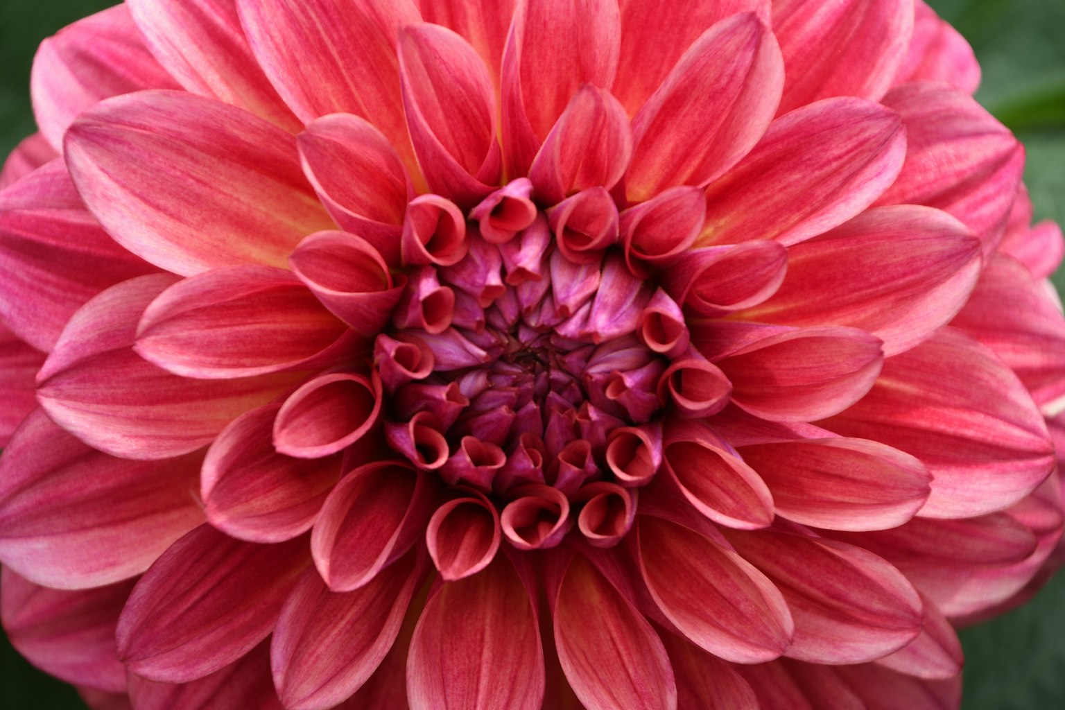 Close-up of a large pink dahlia flower with purple buds at the center