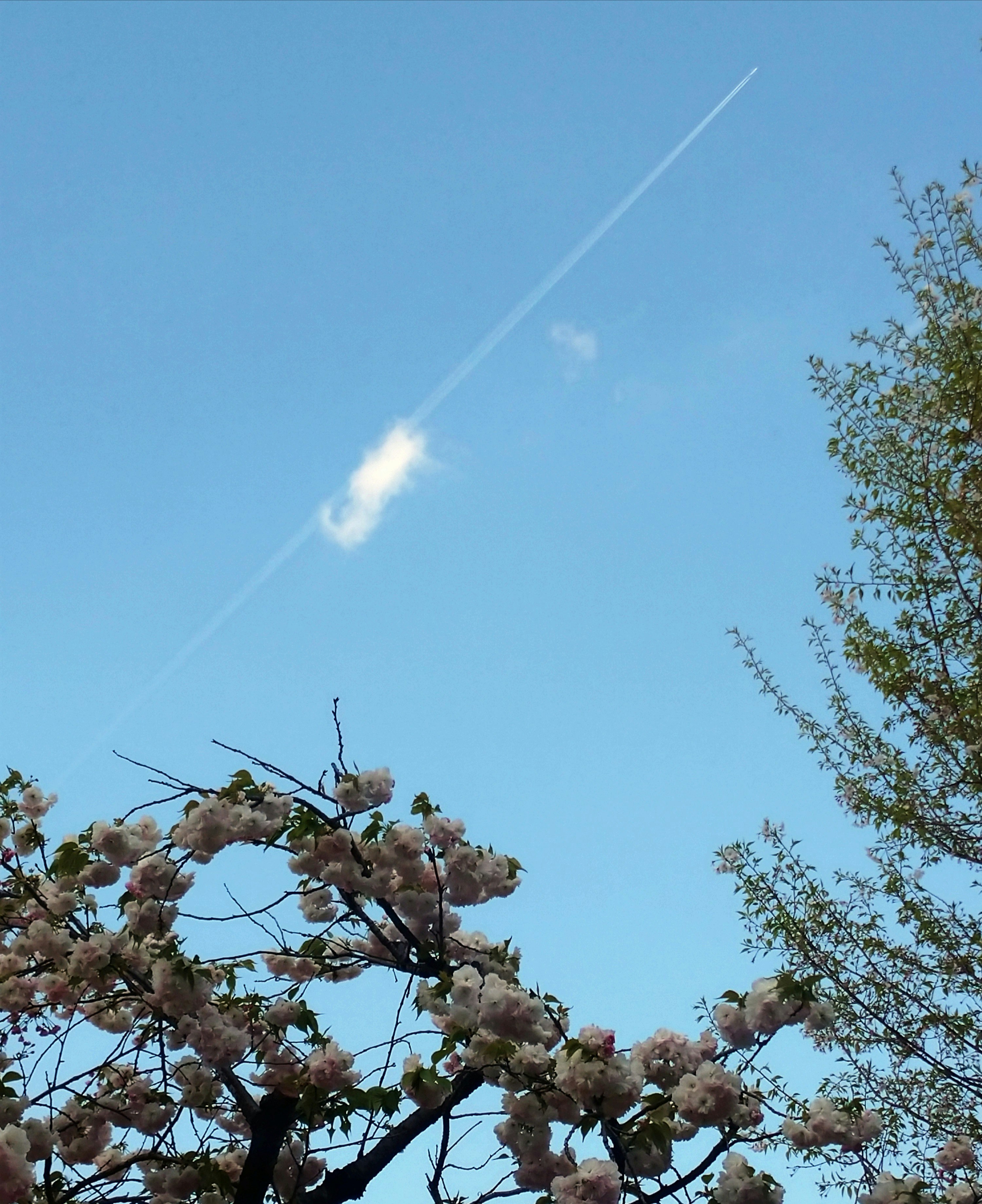 青空に伸びる飛行機雲と桜の枝先