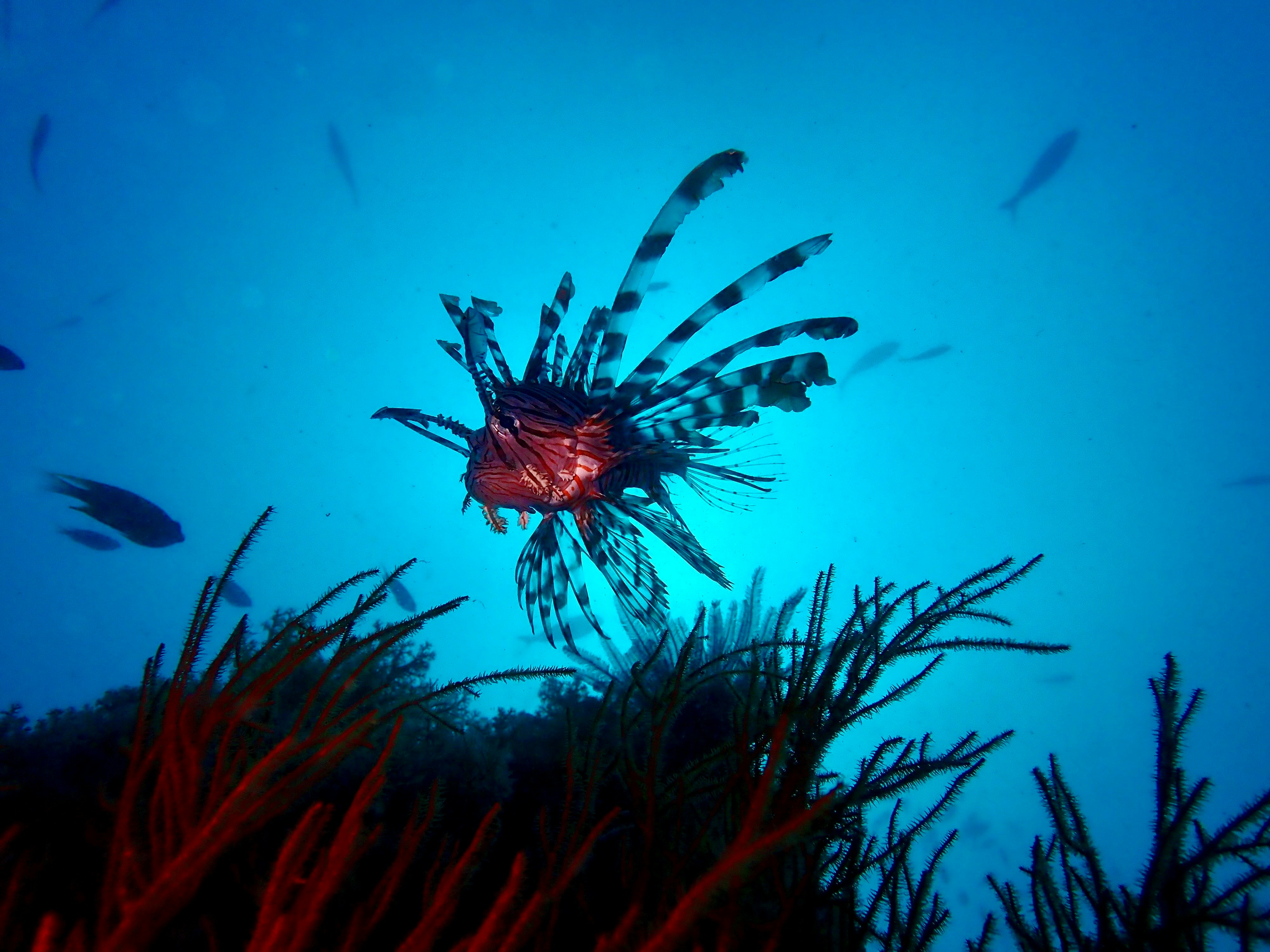 青い海中で赤いクラゲが漂う海草の上のシーン
