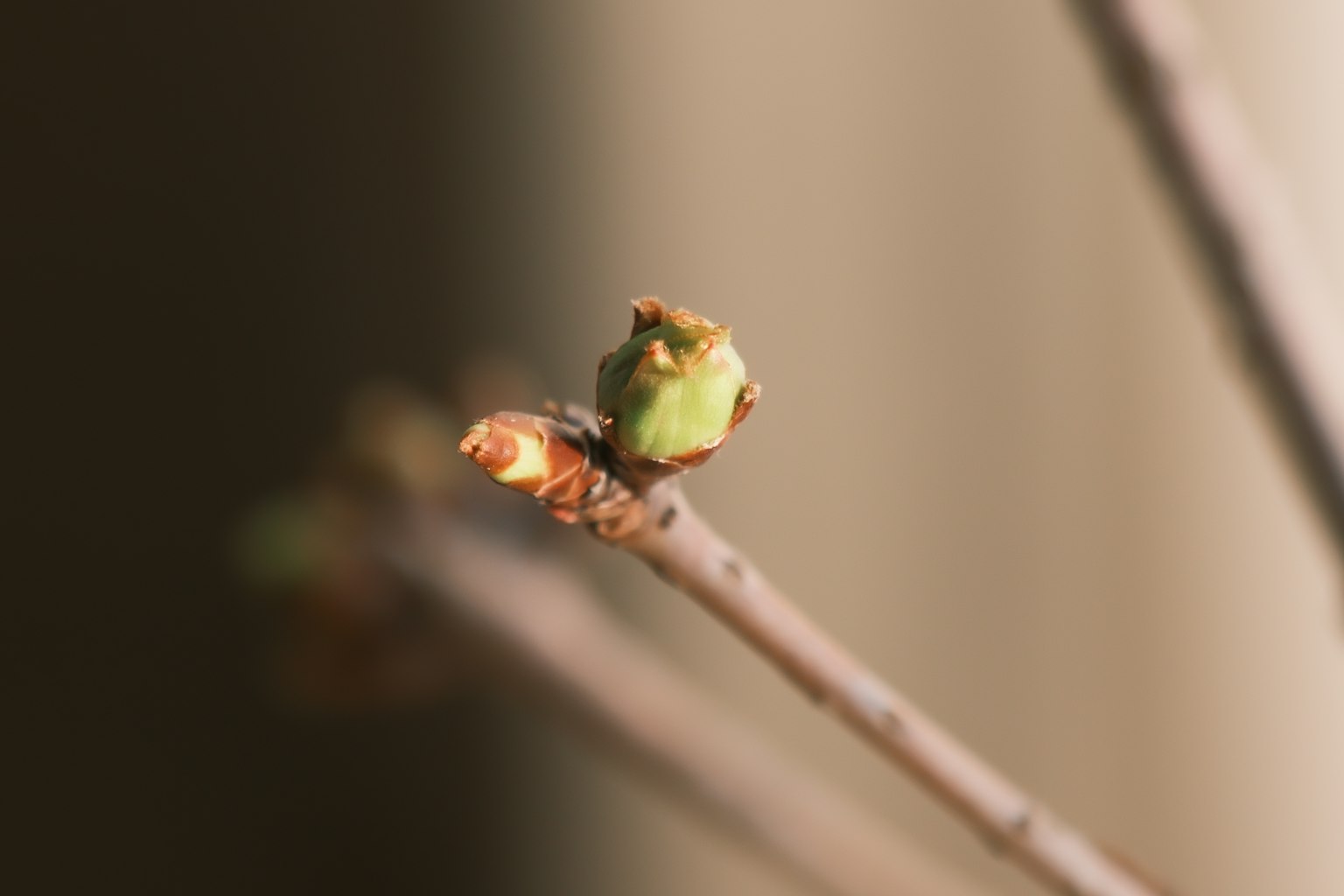 Gros plan sur une branche d'arbre avec des feuilles en bourgeon