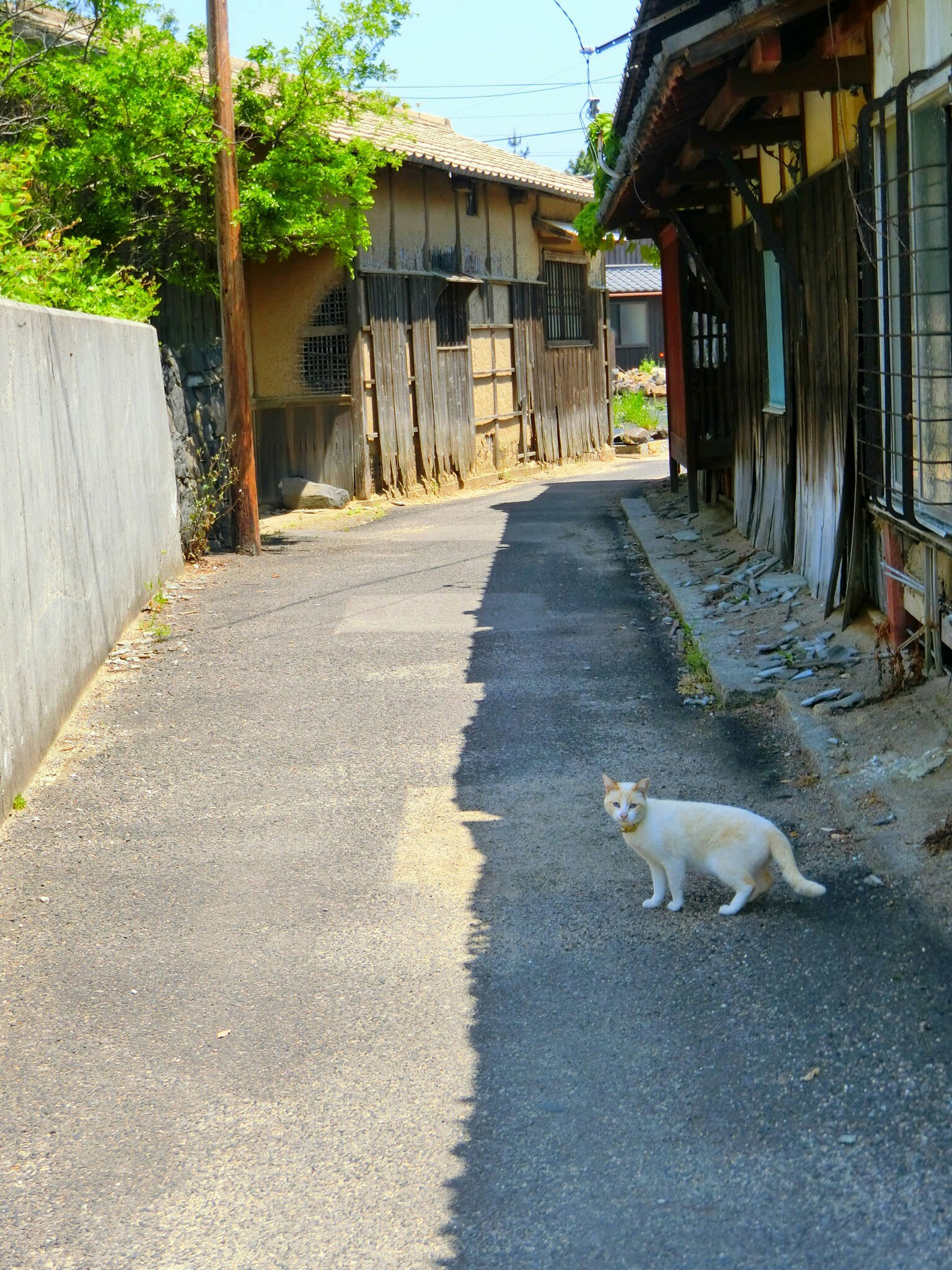Un chat blanc dans une rue étroite entourée de vieilles maisons