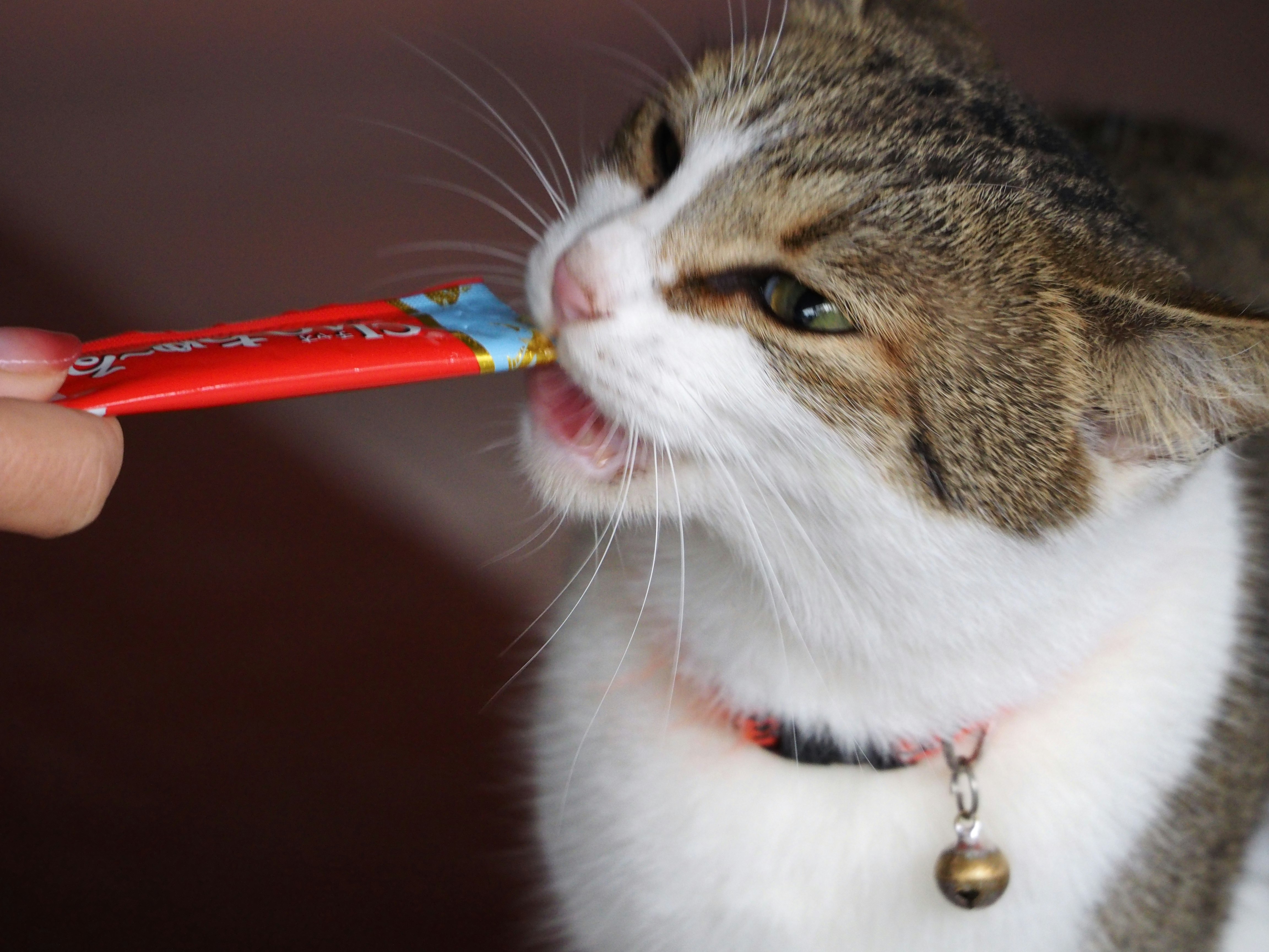 手把玩具递给戴项圈的猫