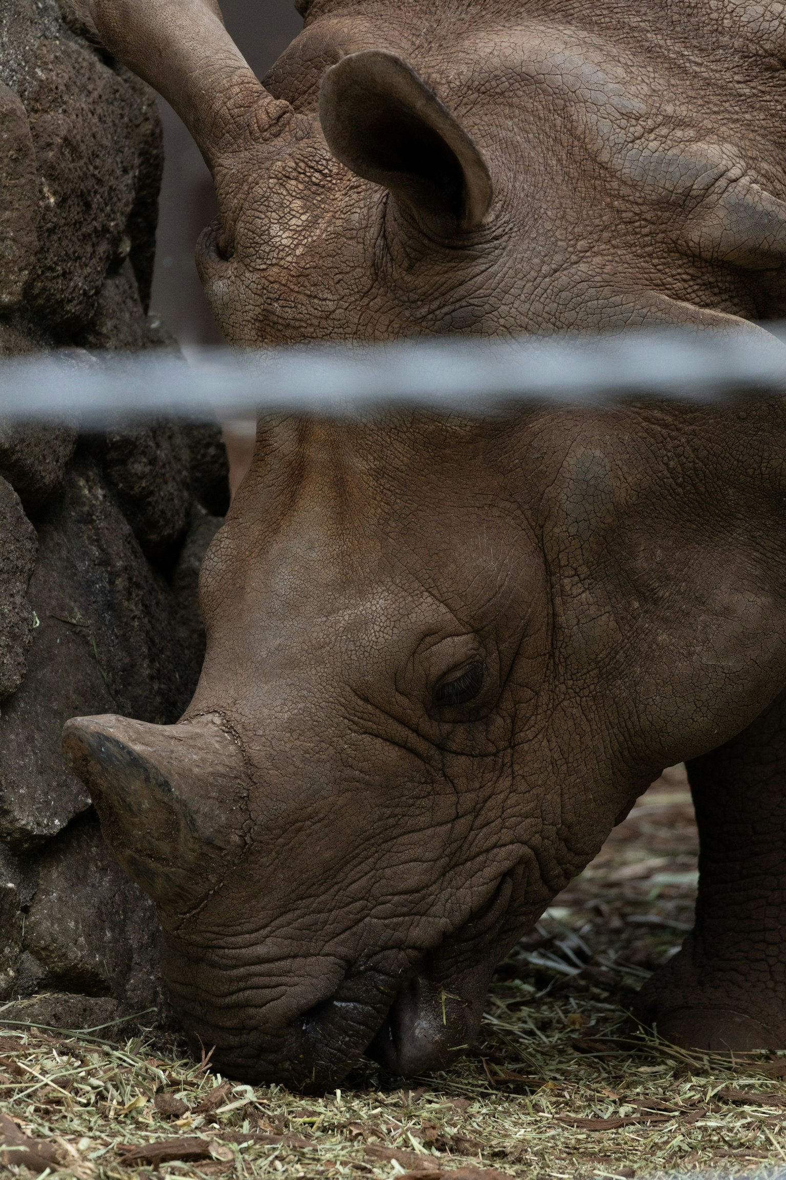 Close-up of a rhinoceros grazing on the ground