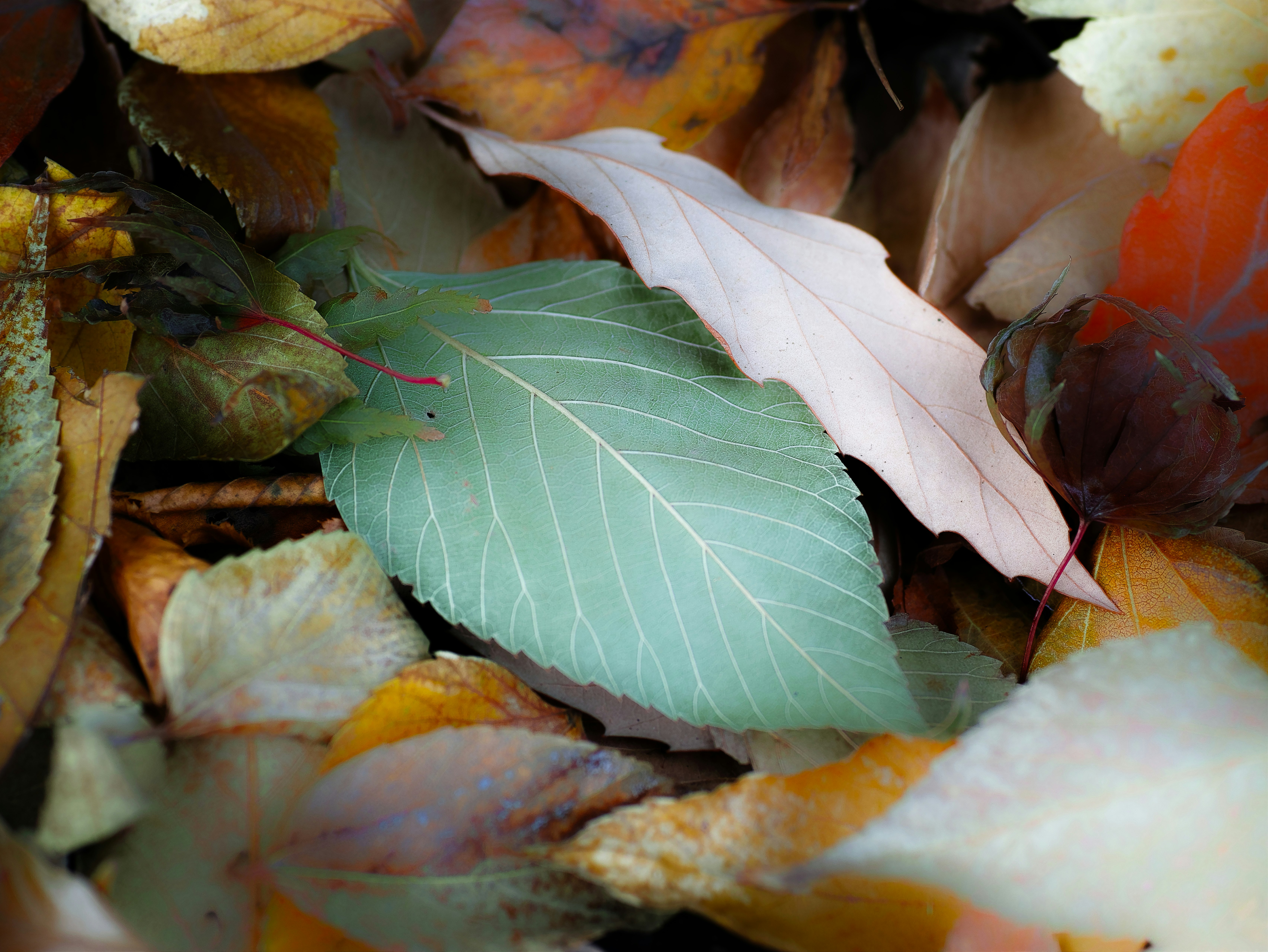 Blatt zwischen gefallenem Herbstlaub