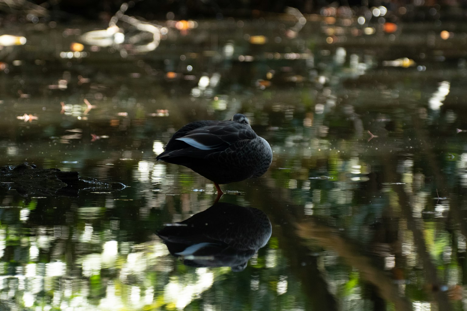Black bird floating on water surface with reflection